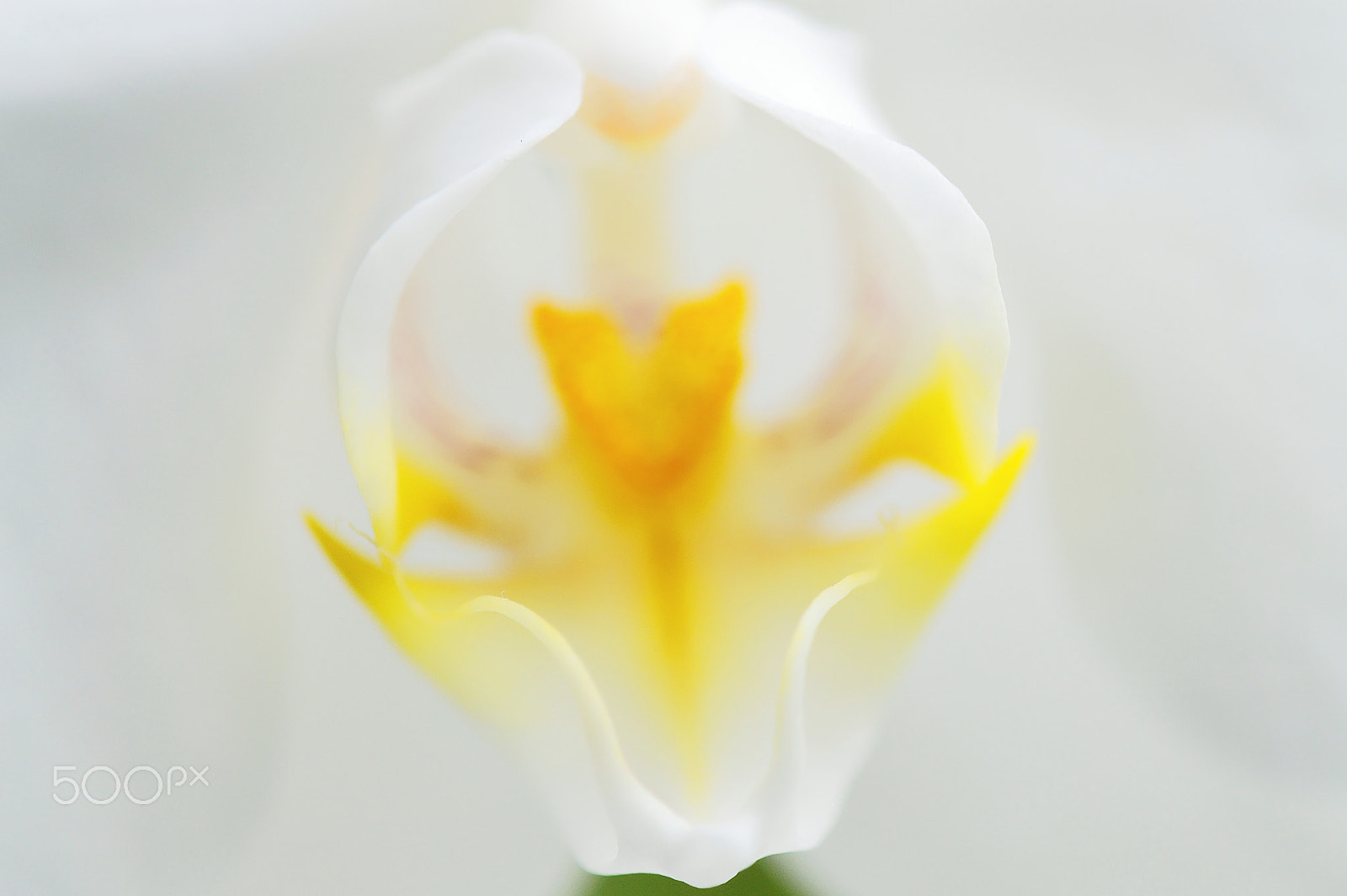 Nikon AF-S DX Micro-Nikkor 85mm F3.5G ED VR sample photo. Second chance photography