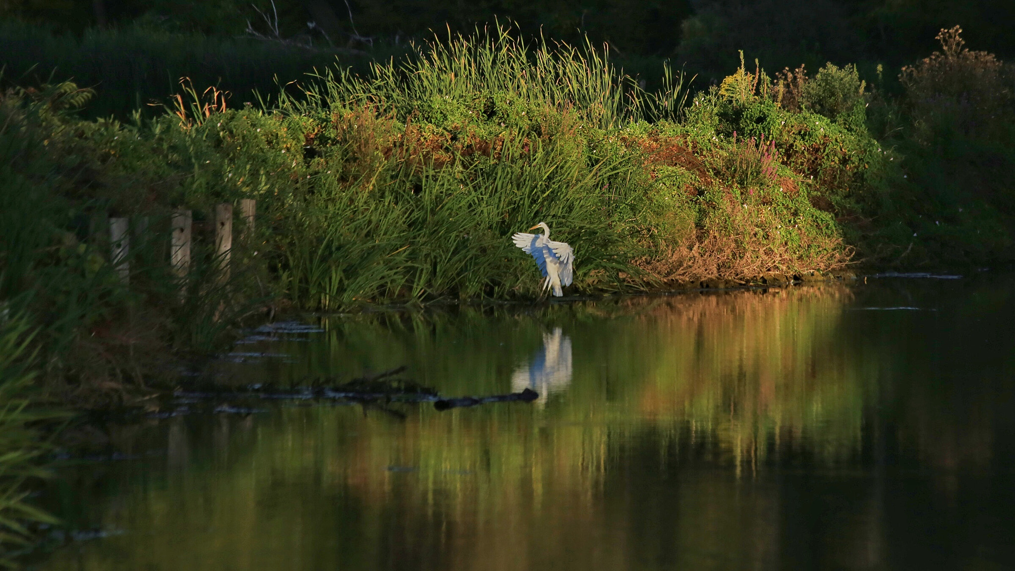 Canon EF 70-300mm F4-5.6 IS USM sample photo