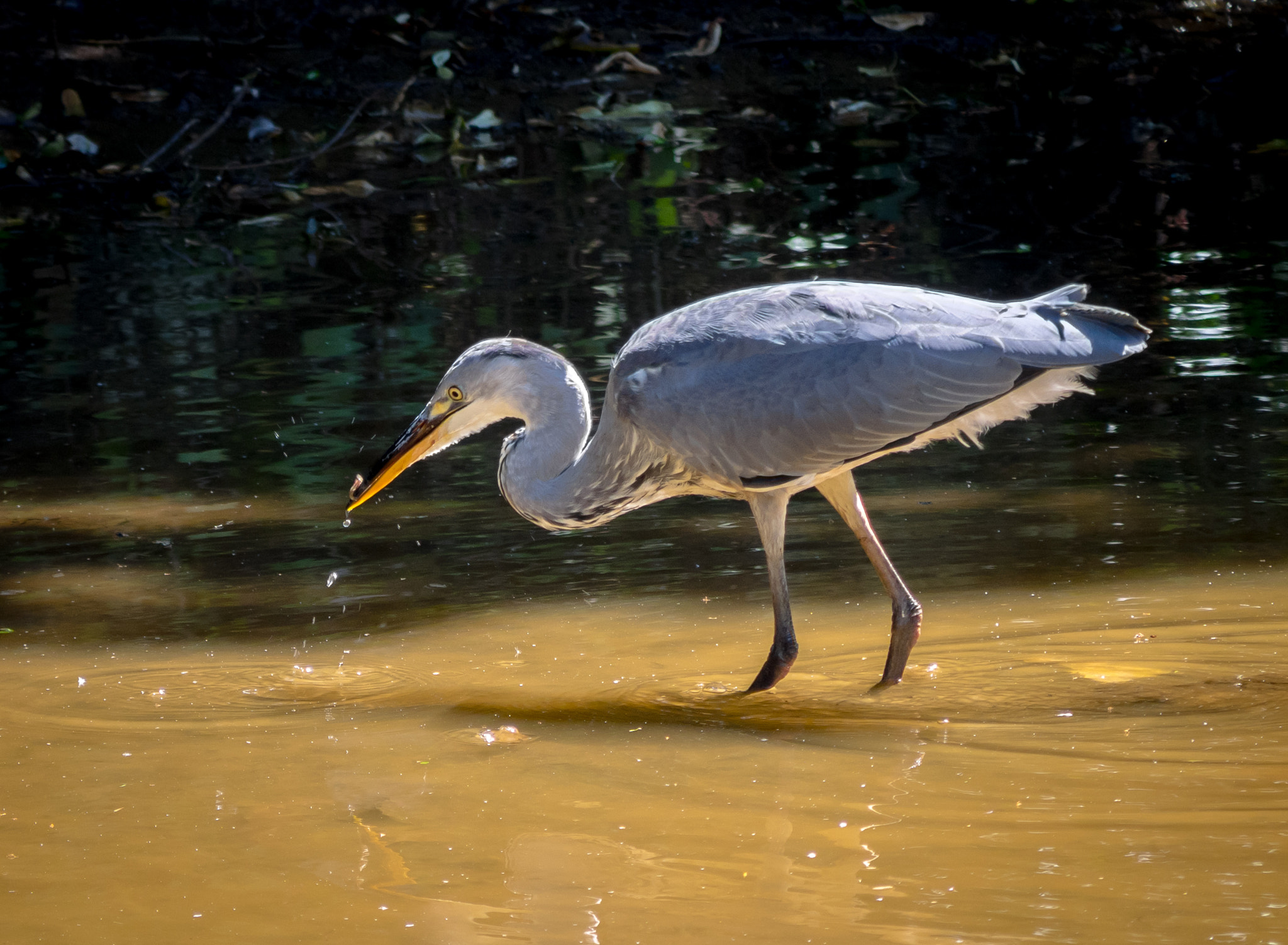 Panasonic Lumix G Vario 45-200mm F4-5.6 OIS sample photo. Gotcha photography