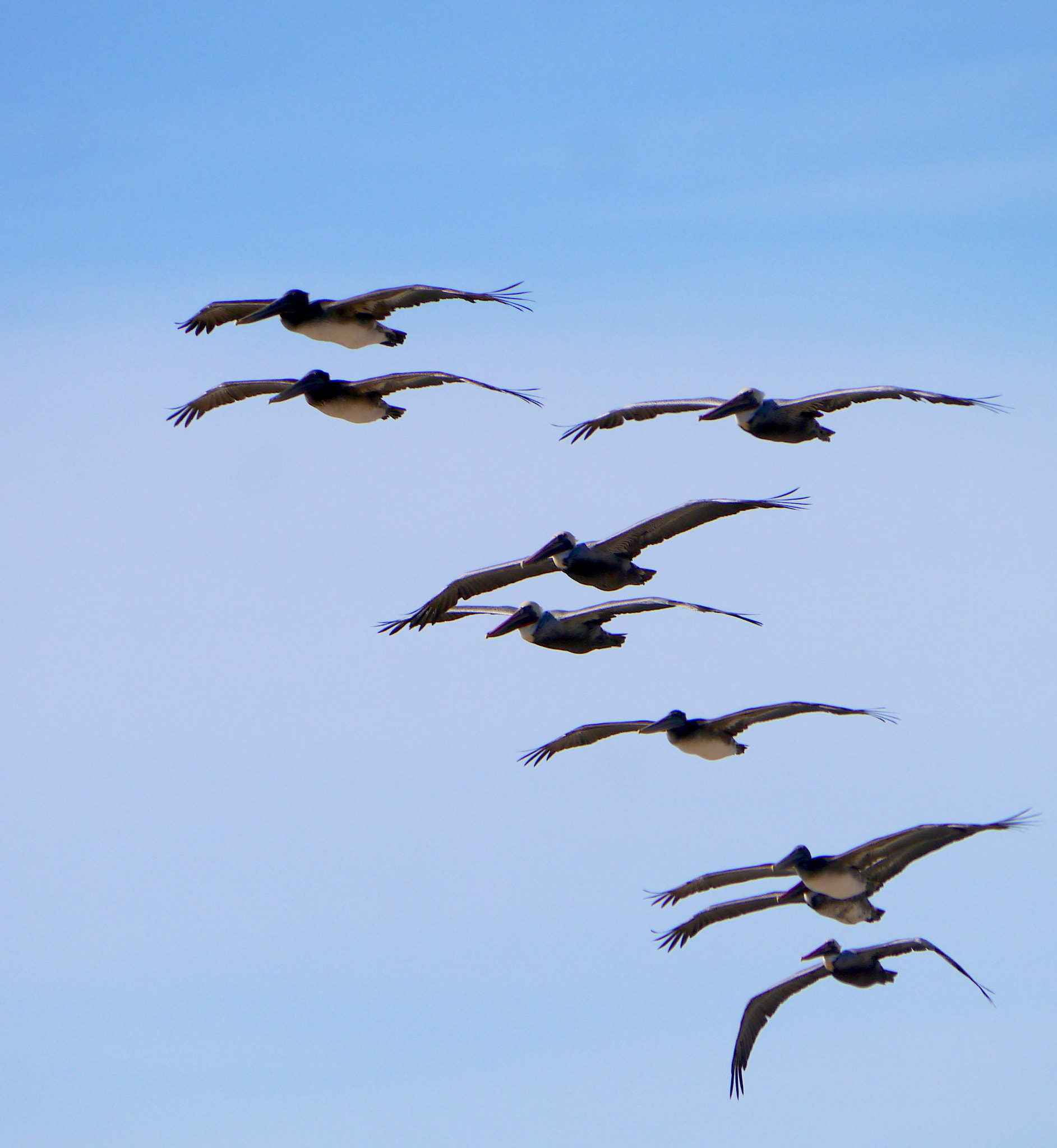 Panasonic Lumix DMC-GX1 sample photo. Pelican squadron photography