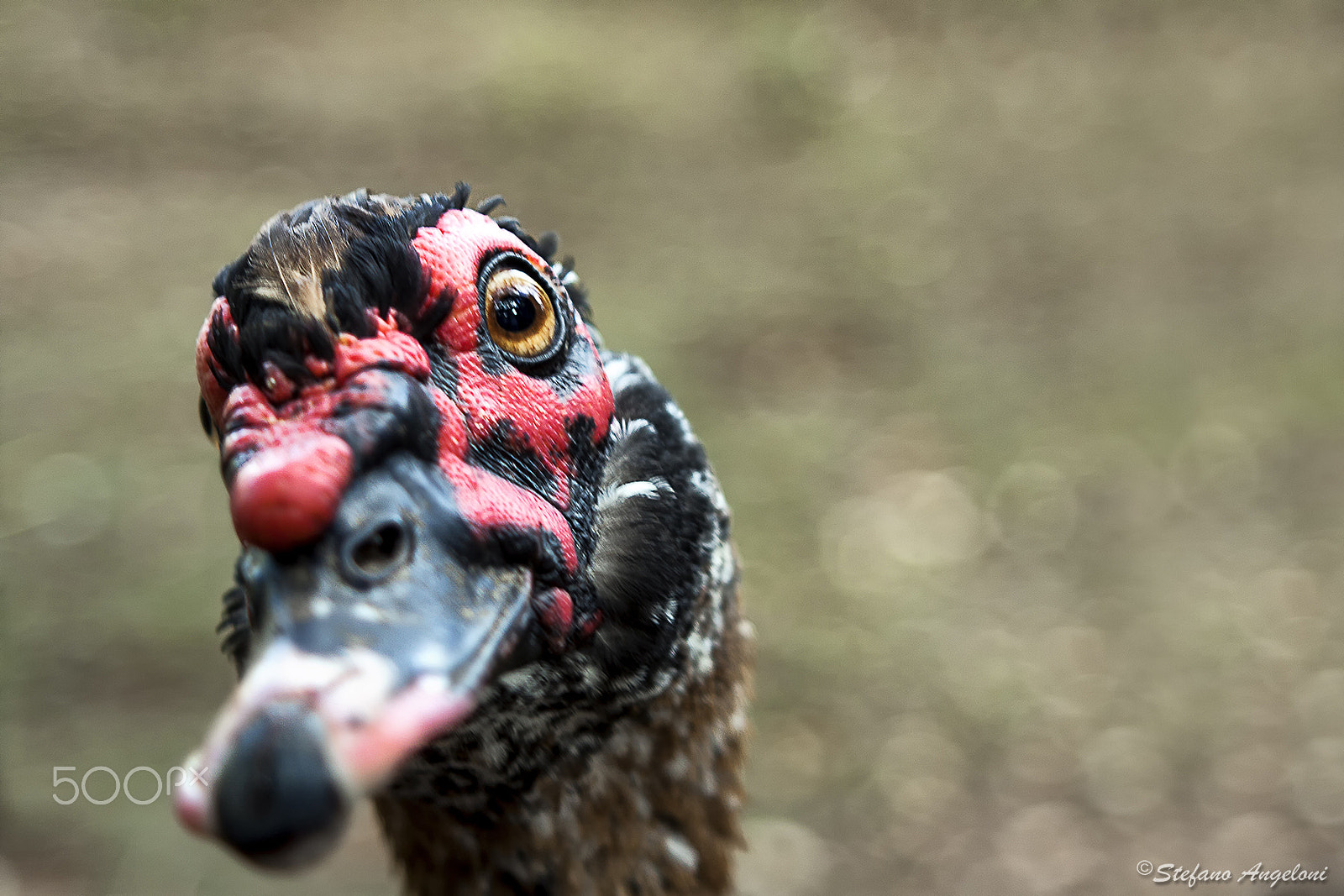 Canon EF 28-105mm f/3.5-4.5 USM sample photo. Muscovy ducks - cairina moschata photography