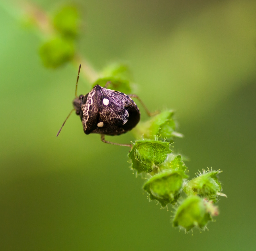 Canon EOS 1000D (EOS Digital Rebel XS / EOS Kiss F) + Tamron SP AF 90mm F2.8 Di Macro sample photo. Shield bug photography