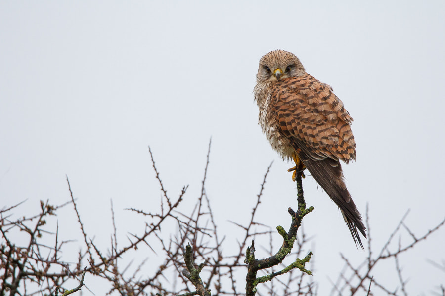 Tamron SP 150-600mm F5-6.3 Di VC USD sample photo. Eyes photography