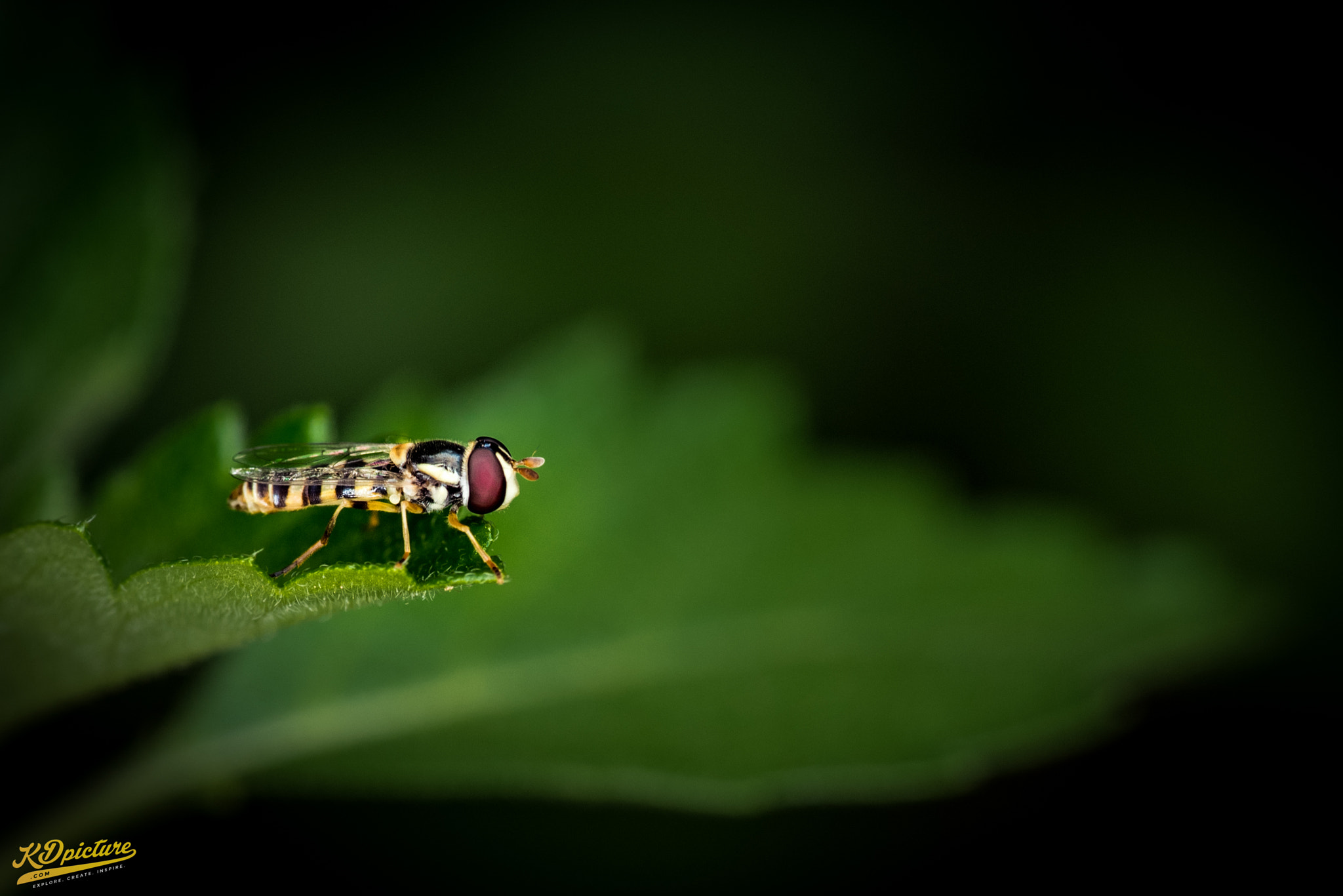 Nikon D750 + AF Nikkor 85mm f/1.8 sample photo. K macro photography