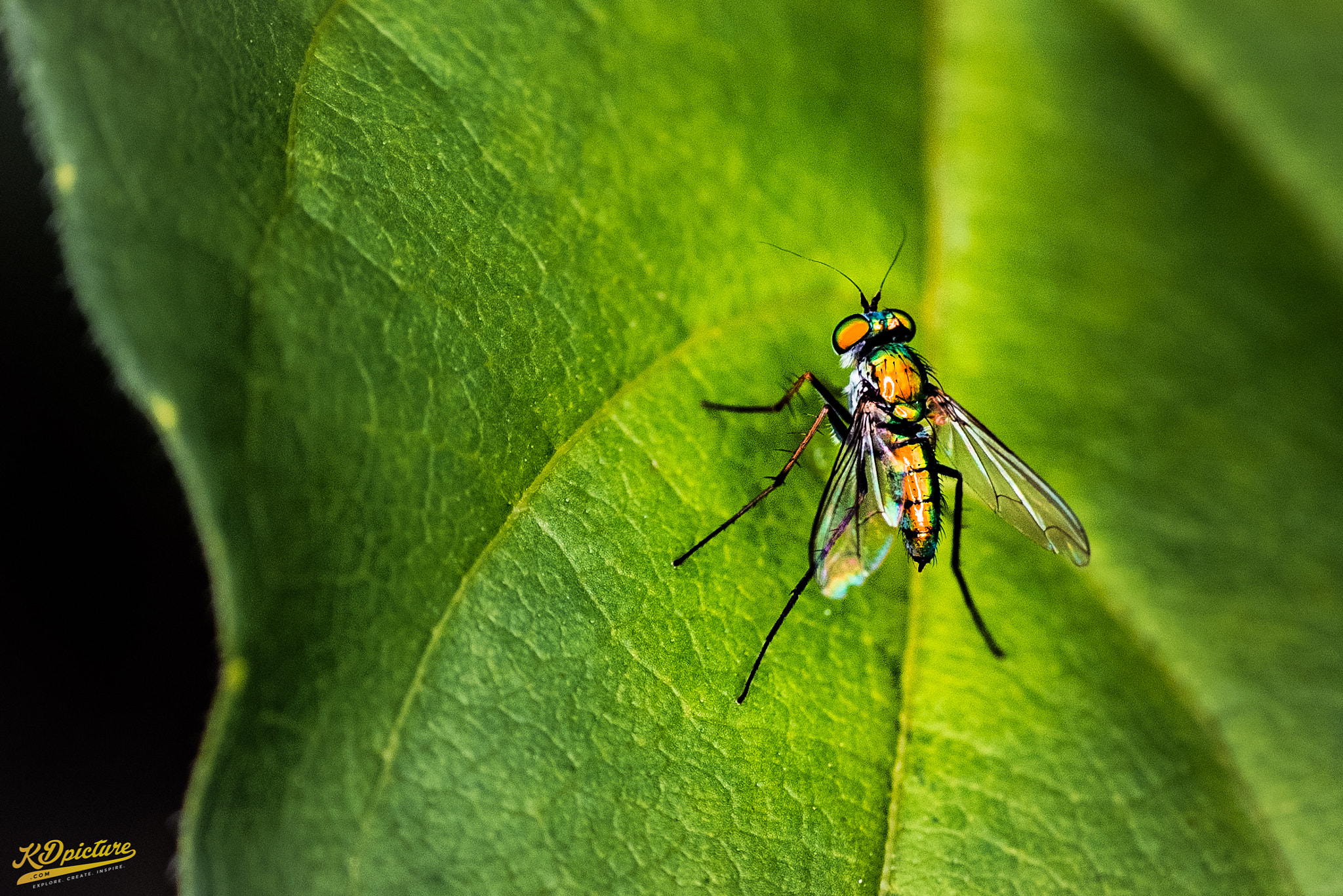 Nikon D750 + AF Nikkor 85mm f/1.8 sample photo. K macro photography