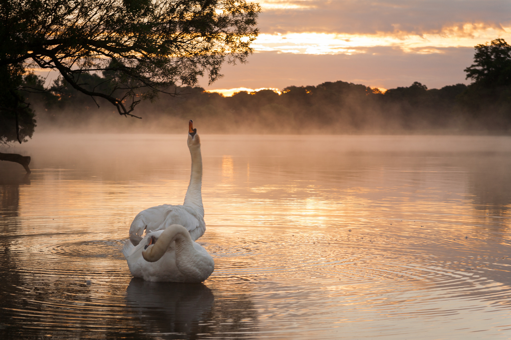 Canon EF 24-85mm F3.5-4.5 USM sample photo. Grooming swans at pen ponds photography