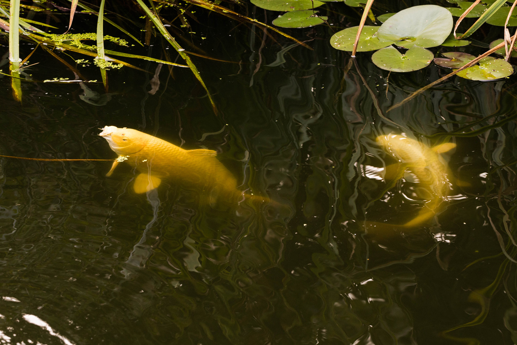 Canon EF 100mm F2.8L Macro IS USM sample photo. In koi pond photography