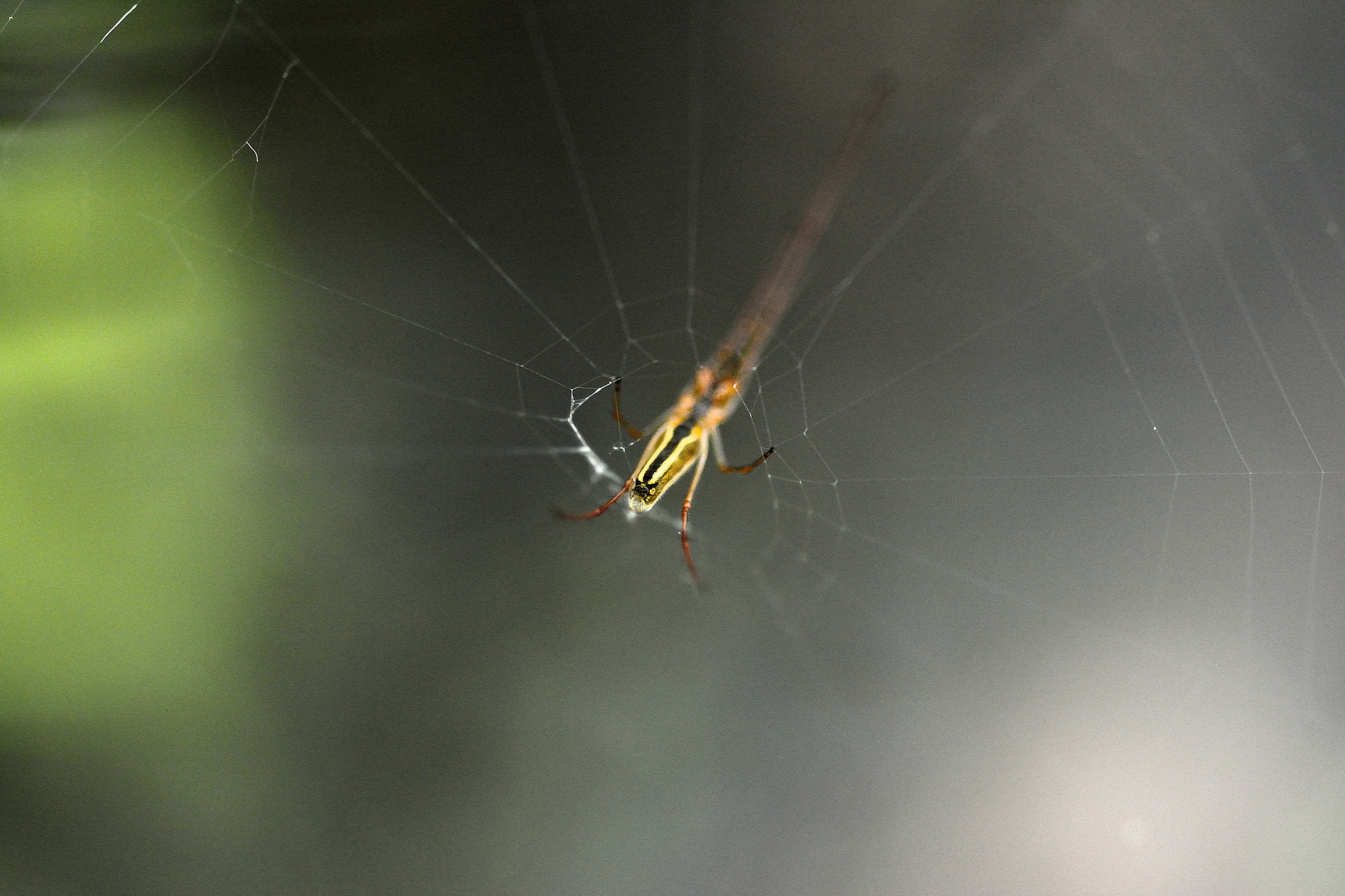 Nikon D5200 + AF Micro-Nikkor 60mm f/2.8 sample photo. Spider photography