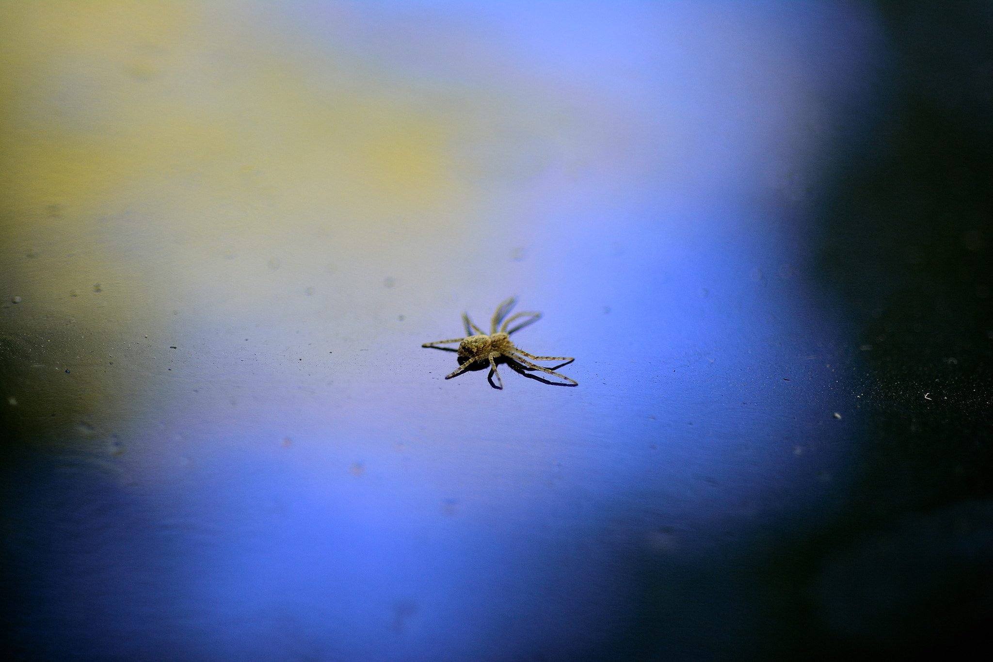 Nikon D5200 + AF Micro-Nikkor 60mm f/2.8 sample photo. Little spider photography