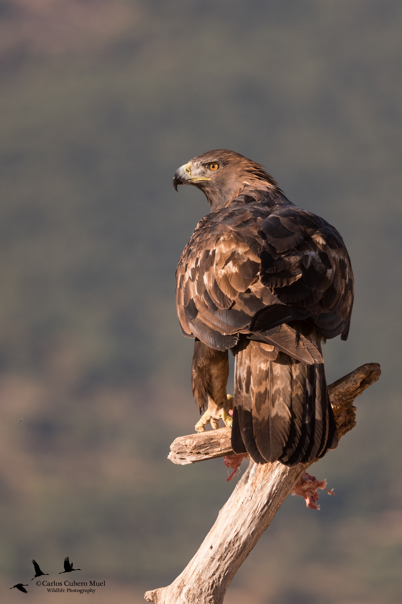 Nikon D750 + Nikon AF-S Nikkor 300mm F4D ED-IF sample photo. Belleza pura photography