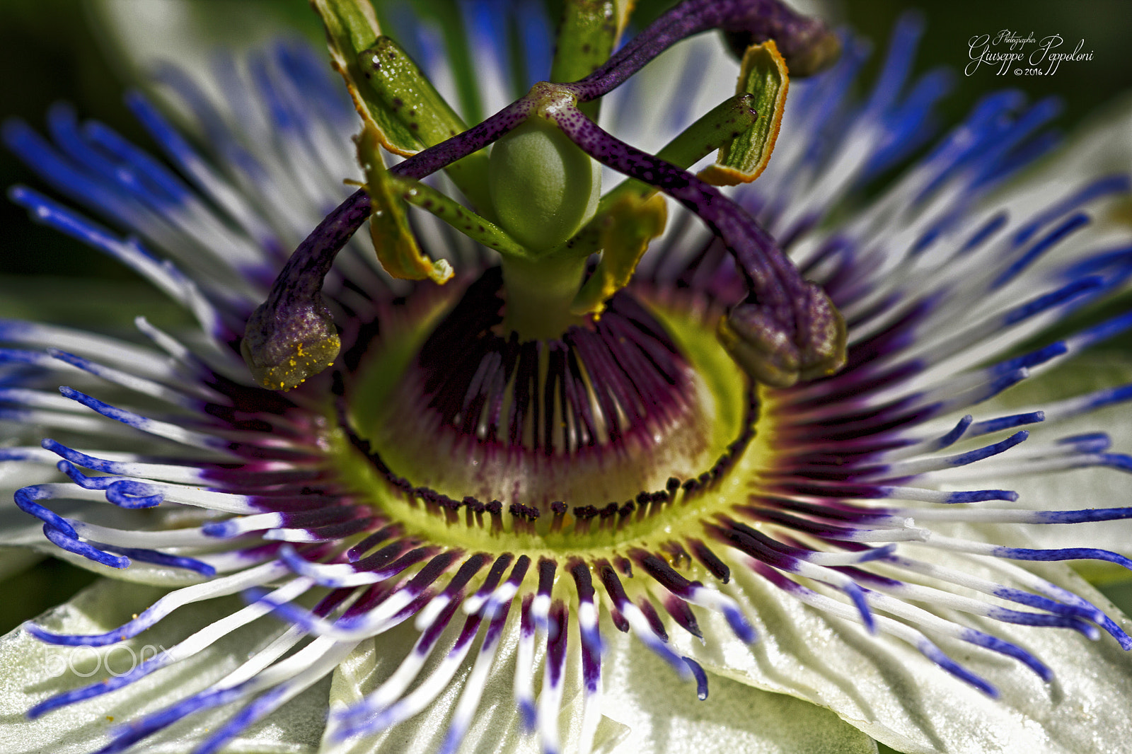 Canon EOS 60D + Sigma 105mm F2.8 EX DG Macro sample photo. Passiflora photography