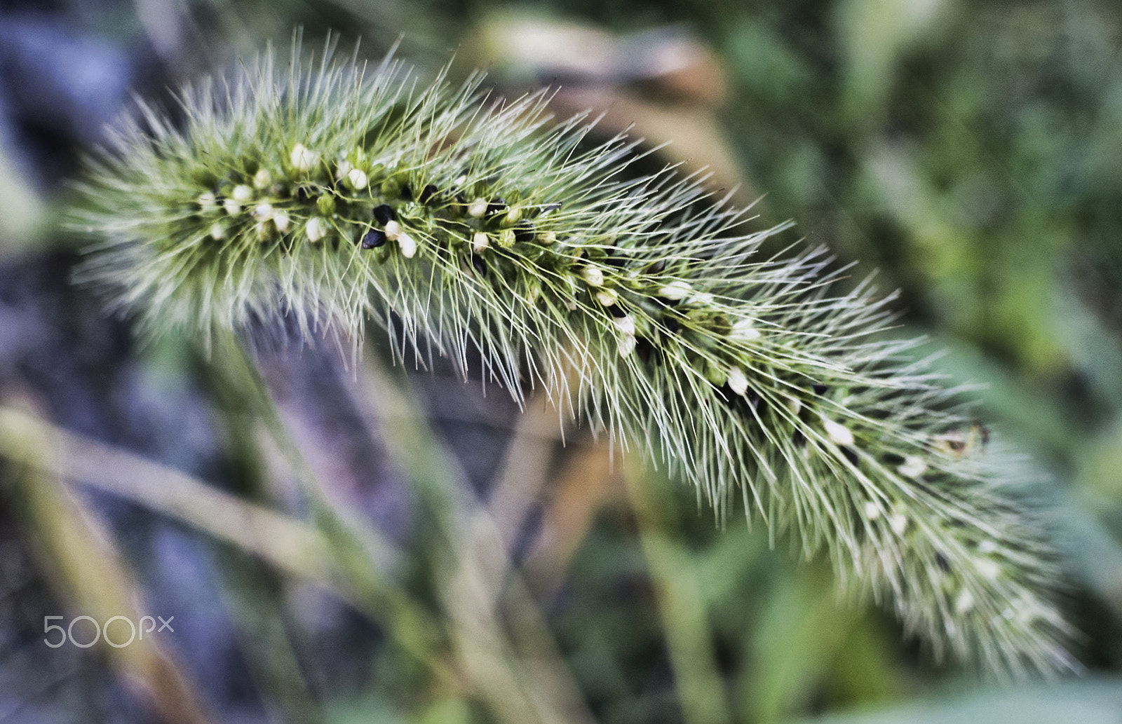 Nikon 1 Nikkor 18.5mm F1.8 sample photo. Supple photography