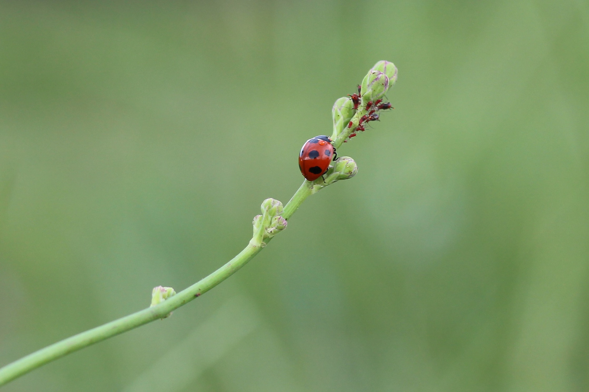 Canon EOS 100D (EOS Rebel SL1 / EOS Kiss X7) sample photo. Ladybug photography