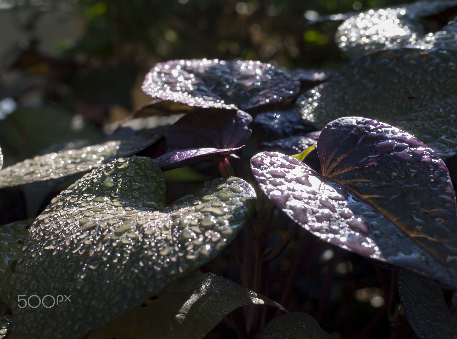 Nikon 1 J1 + Nikon 1 Nikkor 18.5mm F1.8 sample photo. Purple decadence photography