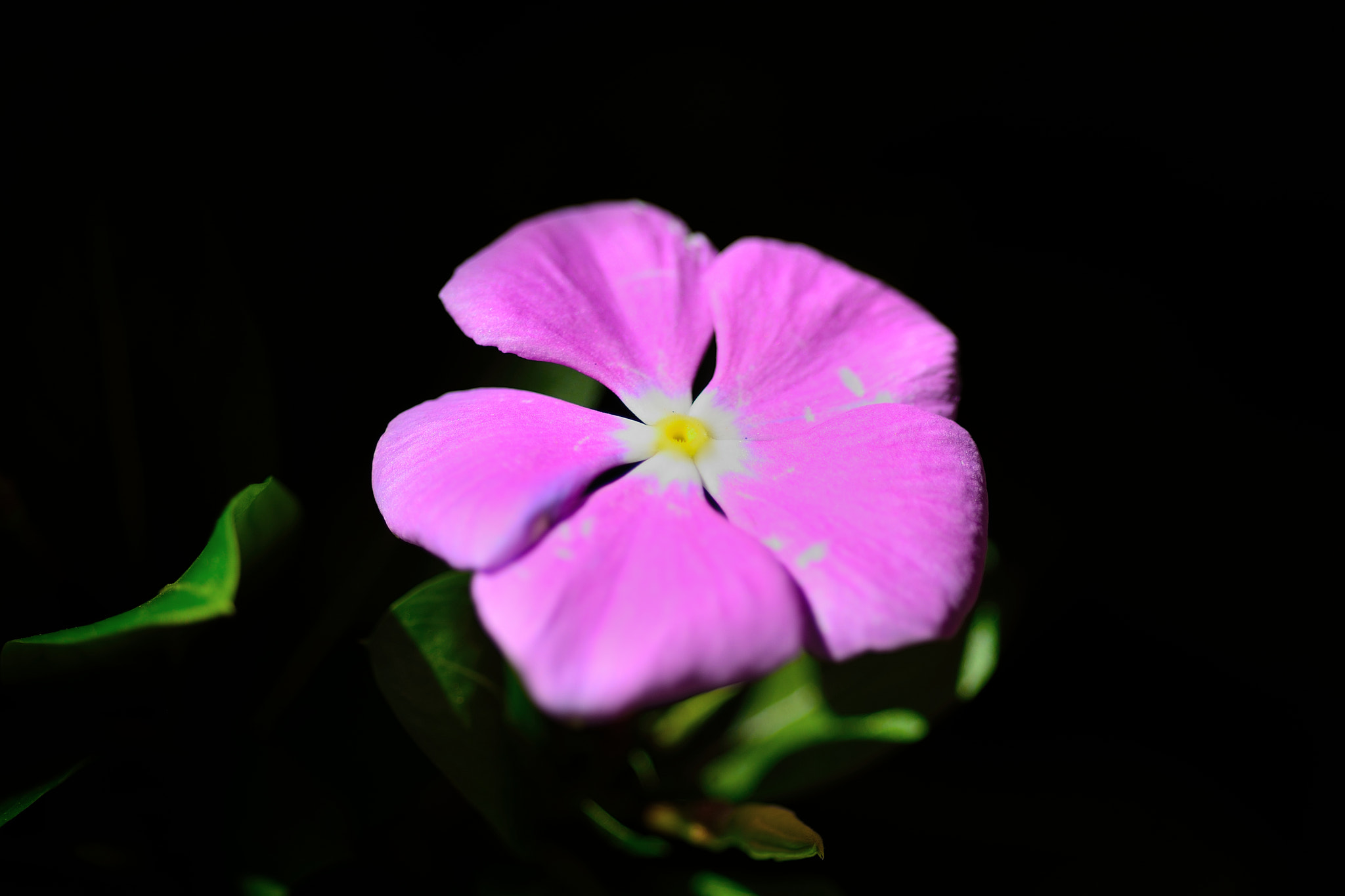 Nikon D5200 + AF Micro-Nikkor 60mm f/2.8 sample photo. Flower power photography