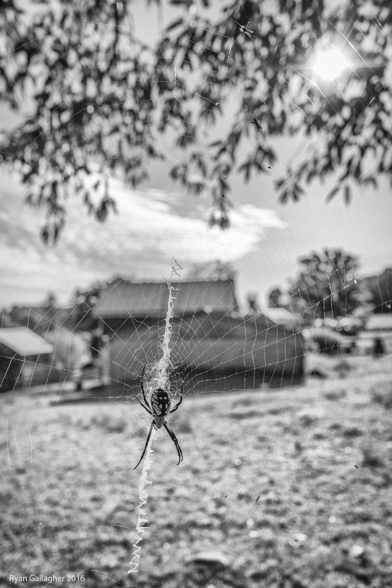 Canon EOS 500D (EOS Rebel T1i / EOS Kiss X3) sample photo. Spider on the outskirts photography