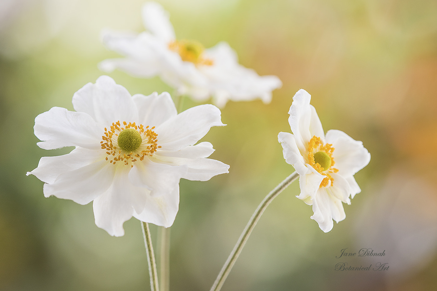 Canon EF 180mm F3.5L Macro USM sample photo. Japanese anemone photography