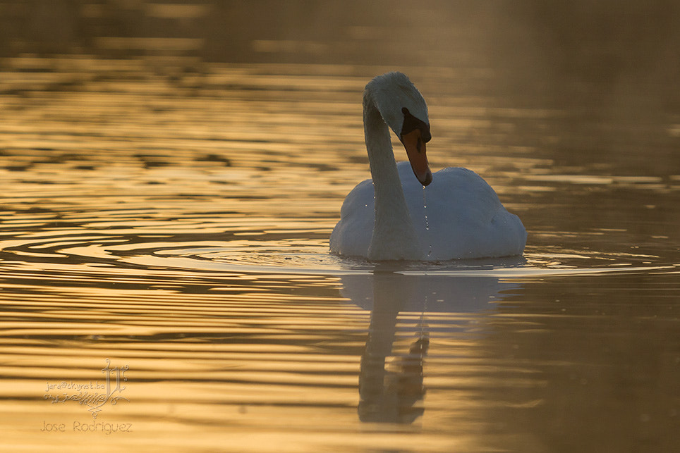 Canon EOS 7D Mark II + Canon EF 300mm F2.8L IS USM sample photo. Cygne_4a7a0825 photography