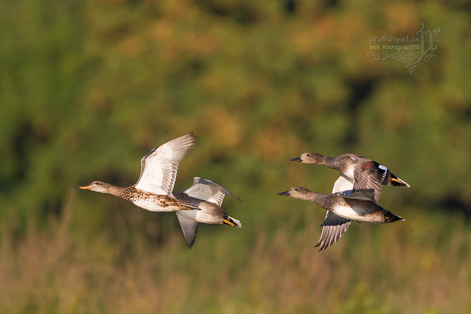 Canon EOS 7D Mark II + Canon EF 300mm F2.8L IS USM sample photo. Canard_4a7a2209 photography