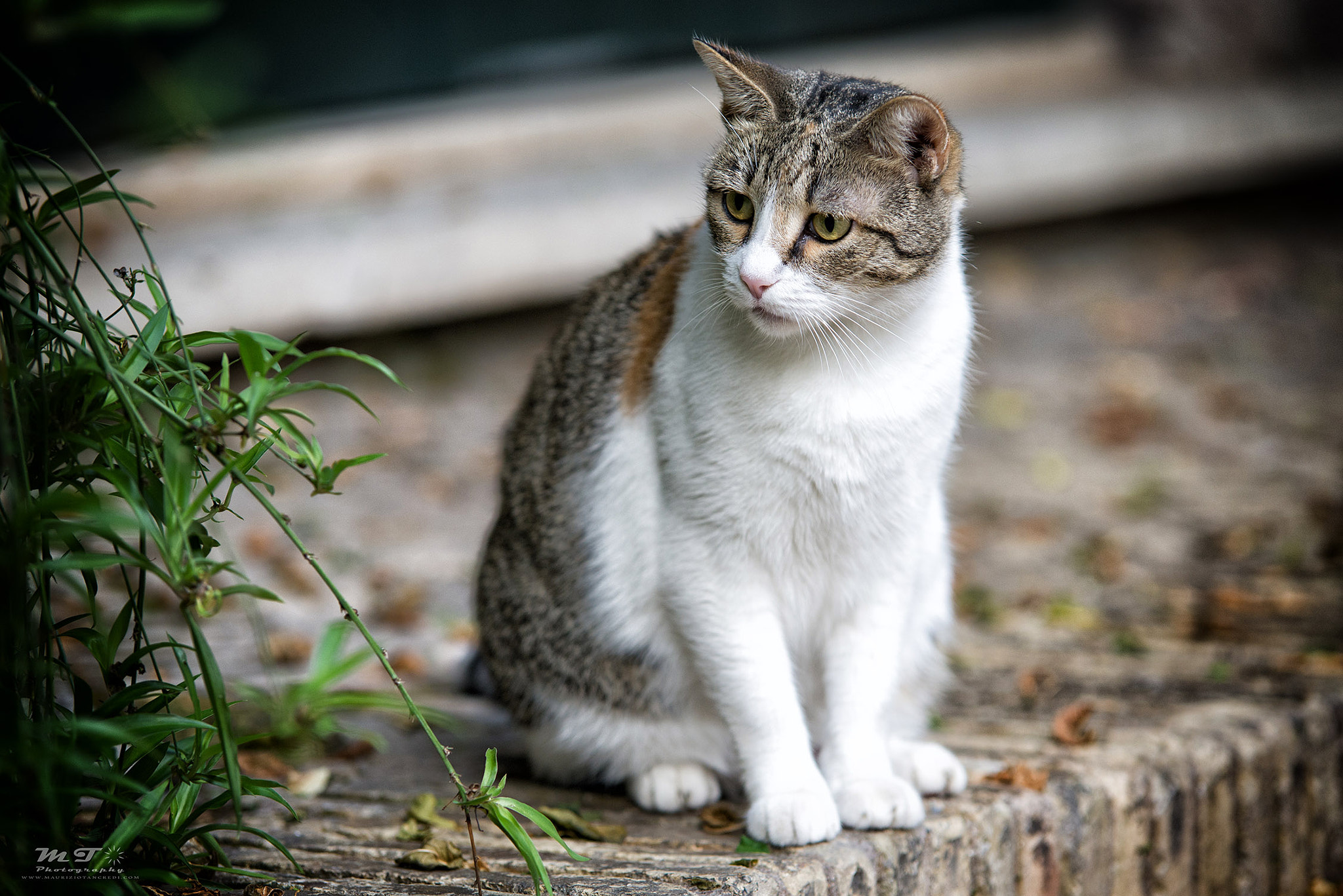 Nikon D600 sample photo. Something interesting photography