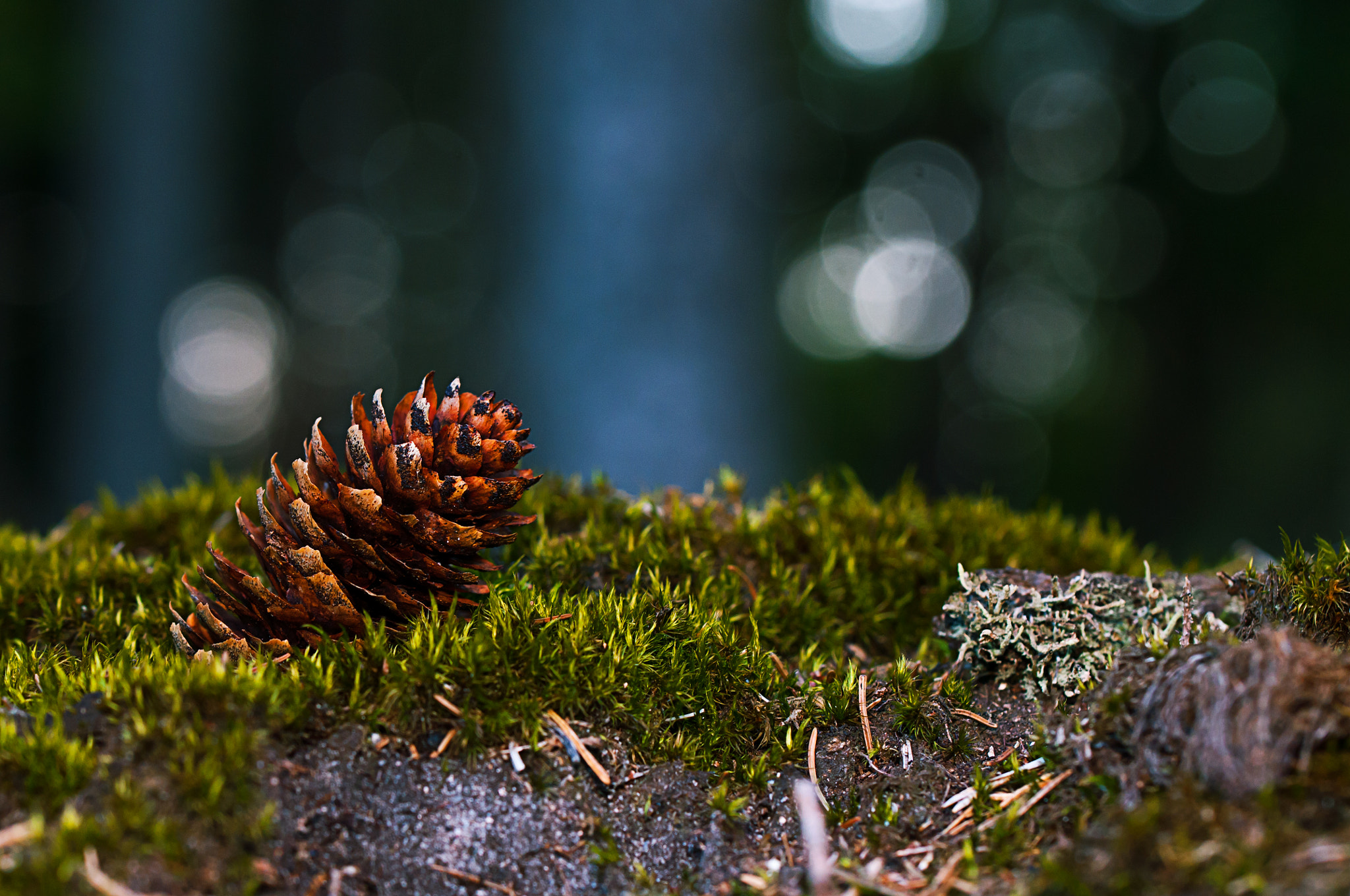Nikon D300 sample photo. Forest photography
