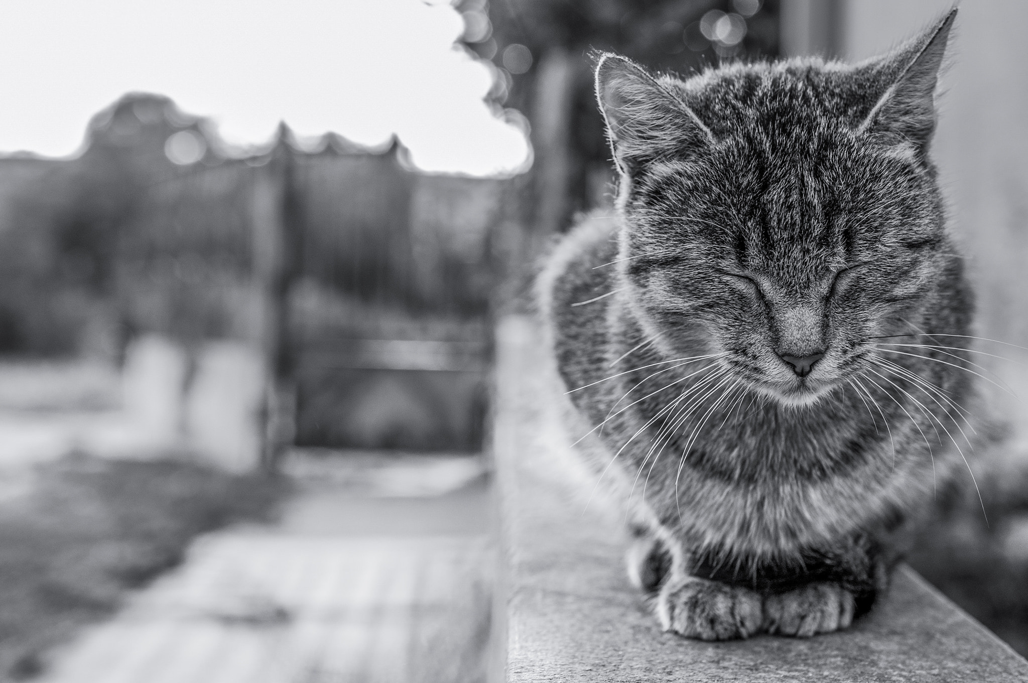 Nikon AF-S DX Micro Nikkor 40mm F2.8 sample photo. Monochrome pet photography
