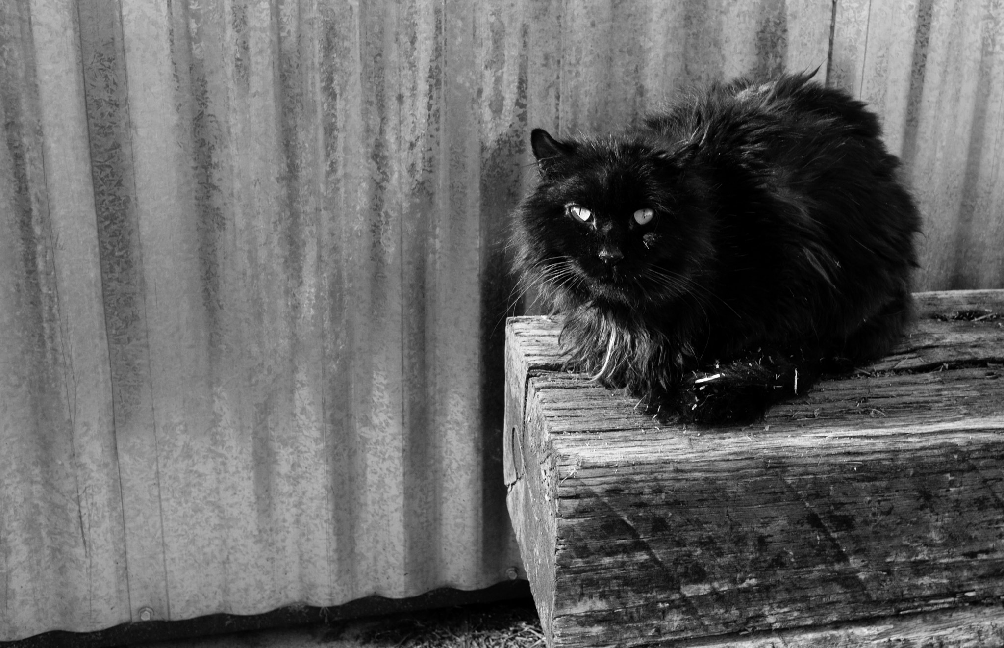 Panasonic Lumix DMC-GX1 + LUMIX G 20/F1.7 II sample photo. Farm cat photography