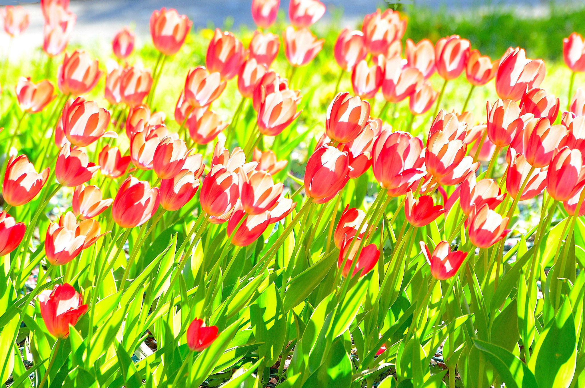 Sigma 70-300mm F4-5.6 APO Macro Super II sample photo. Dsc photography