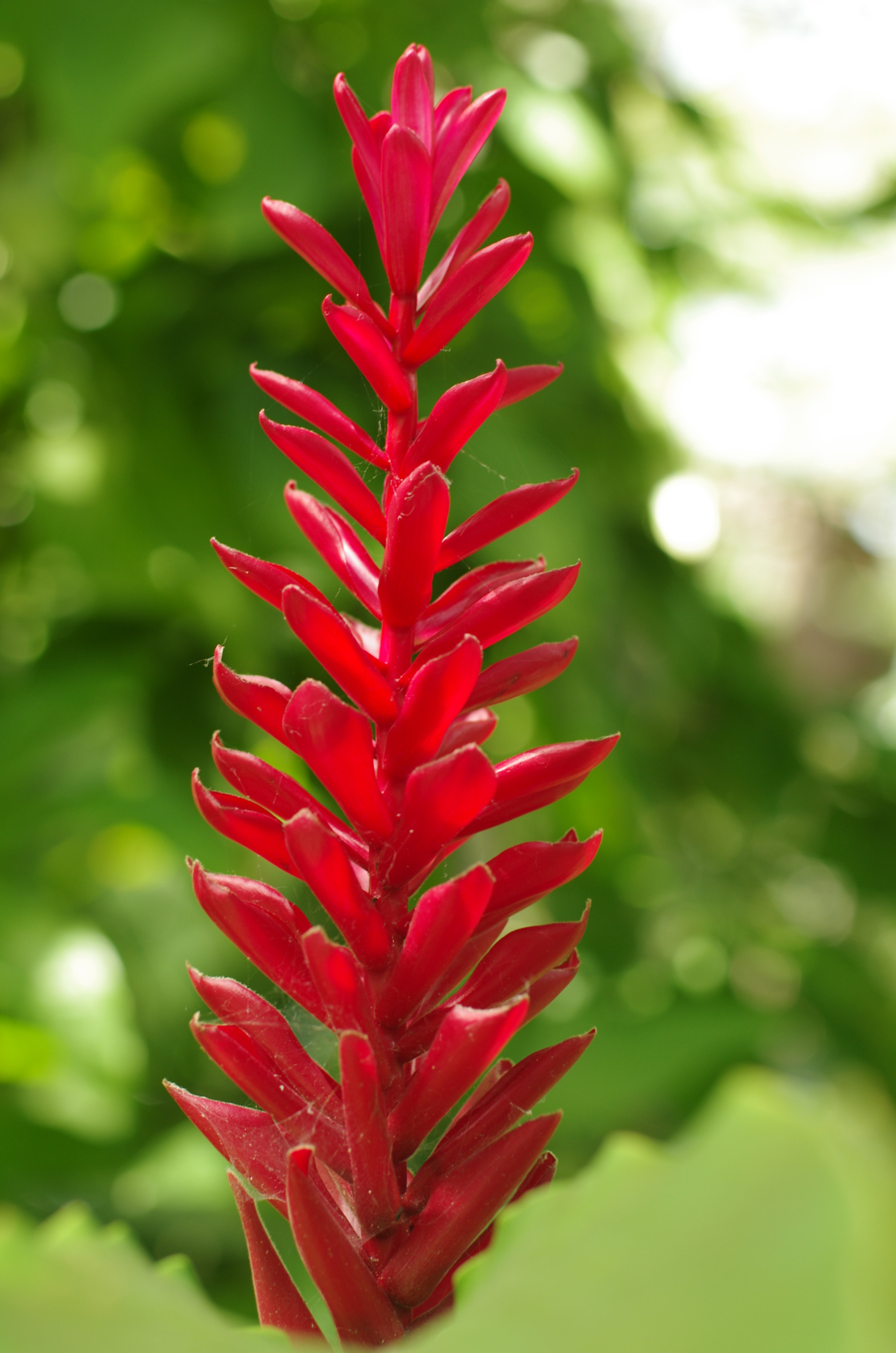 Pentax K-5 sample photo. What is this flower? photography