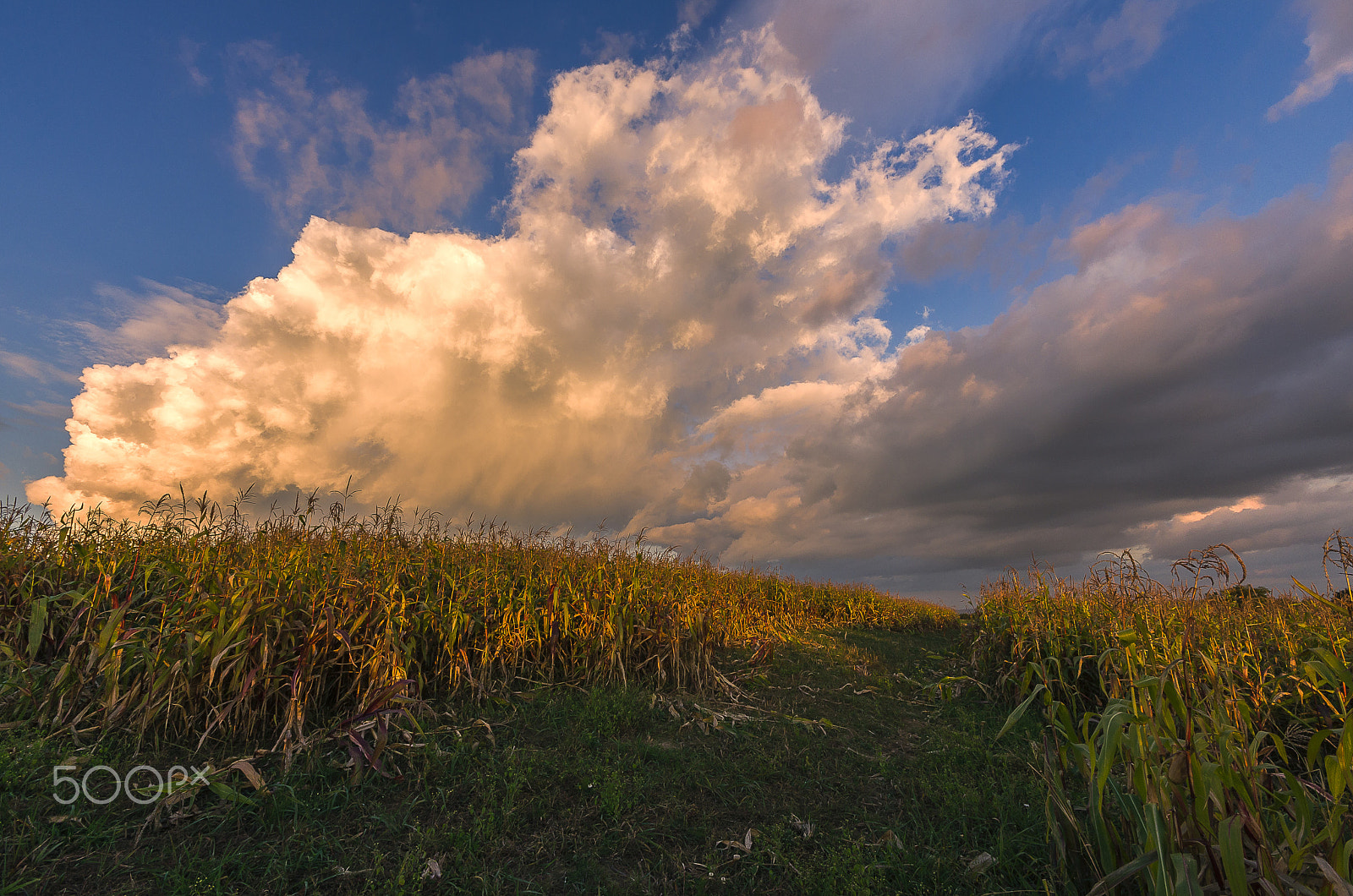 Pentax K-5 II + Sigma AF 10-20mm F4-5.6 EX DC sample photo. In the corn field..... photography