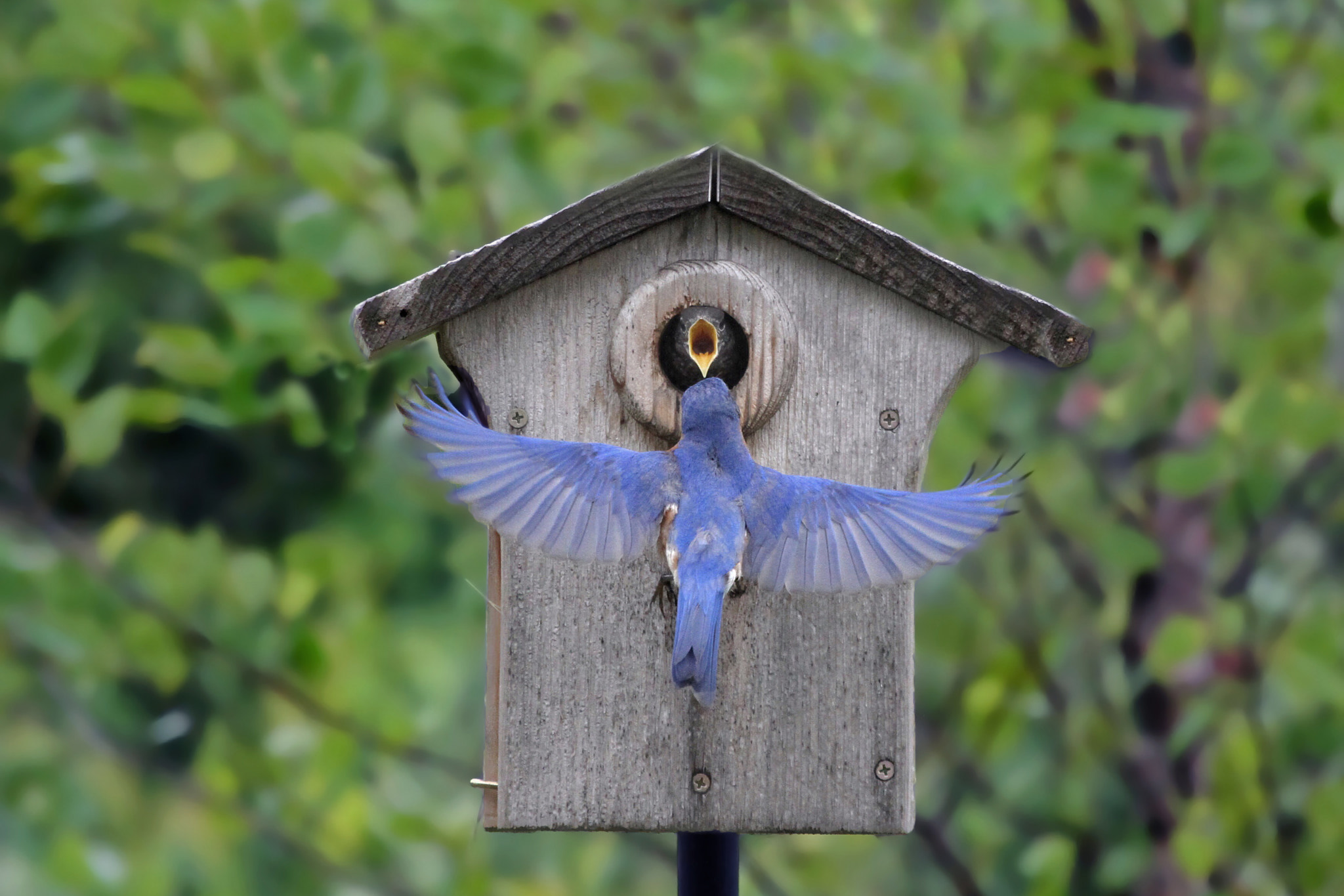 Canon EOS 7D + Canon EF 100-400mm F4.5-5.6L IS USM sample photo. Bluebird feeding baby photography