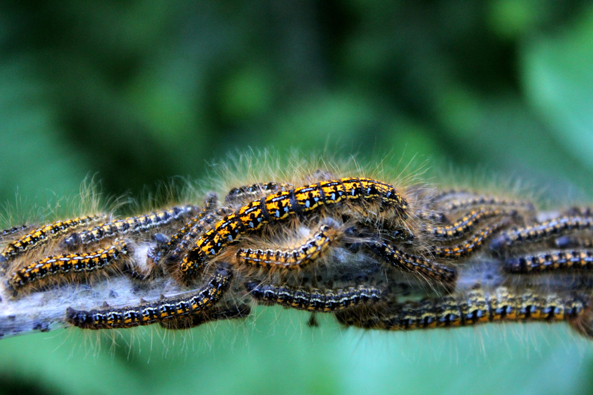 Canon EF-S 18-55mm F3.5-5.6 IS II sample photo. Insects photography