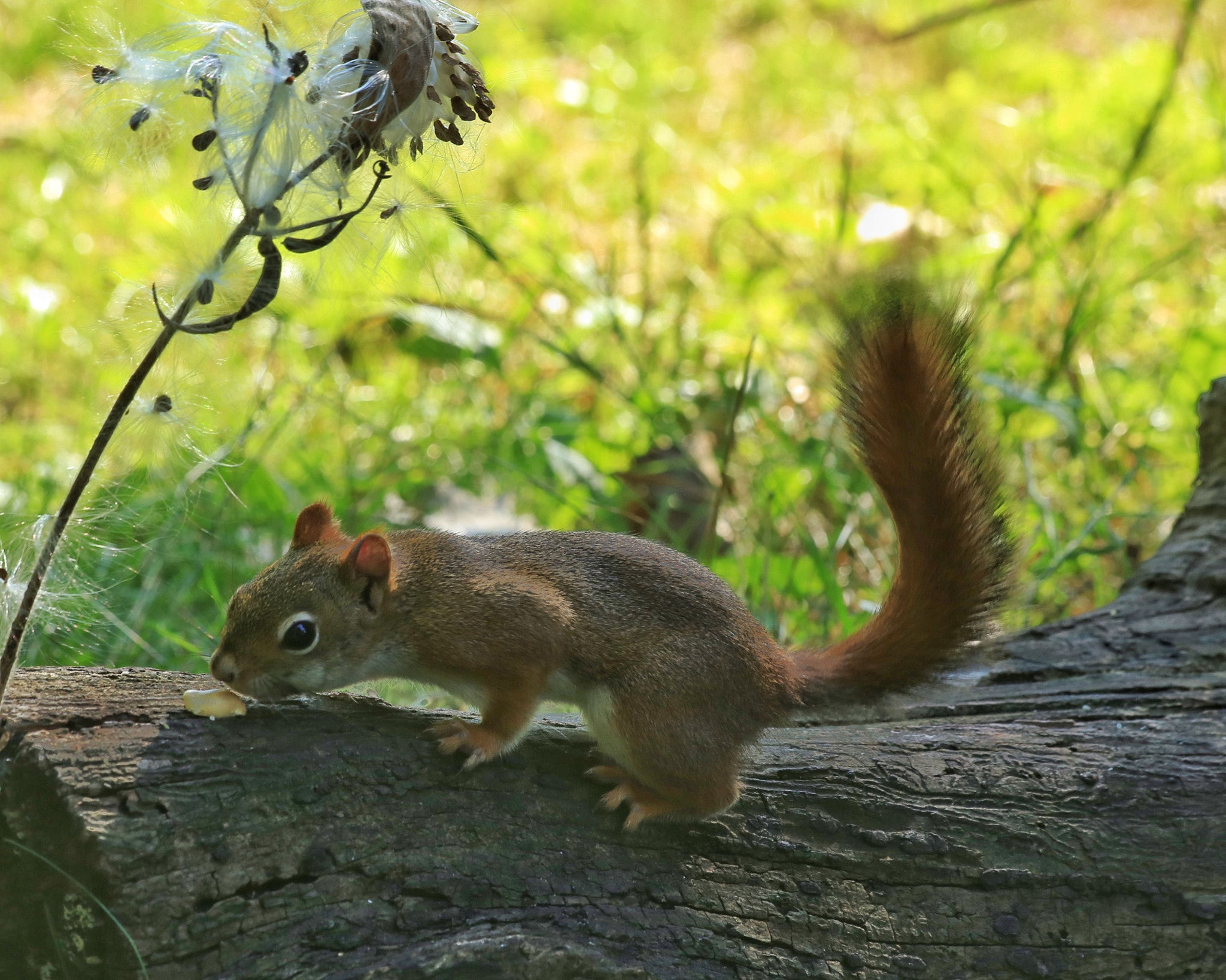 Canon EF 70-300mm F4-5.6 IS USM sample photo