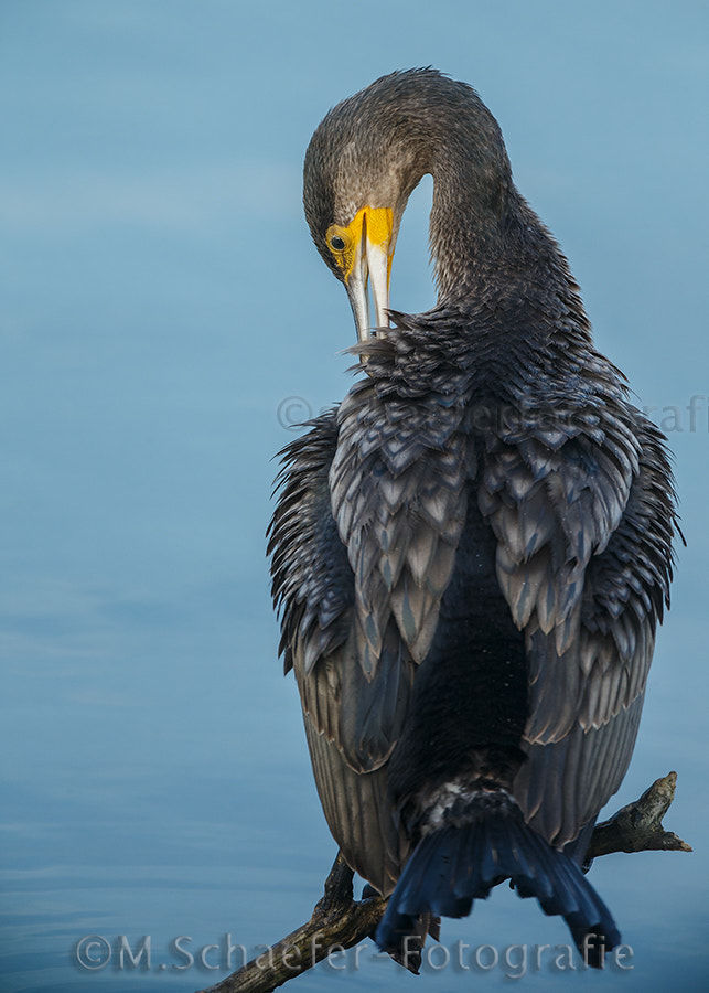 Canon EF 500mm F4L IS USM sample photo. The great cormorant (phalacrocorax carbo) photography