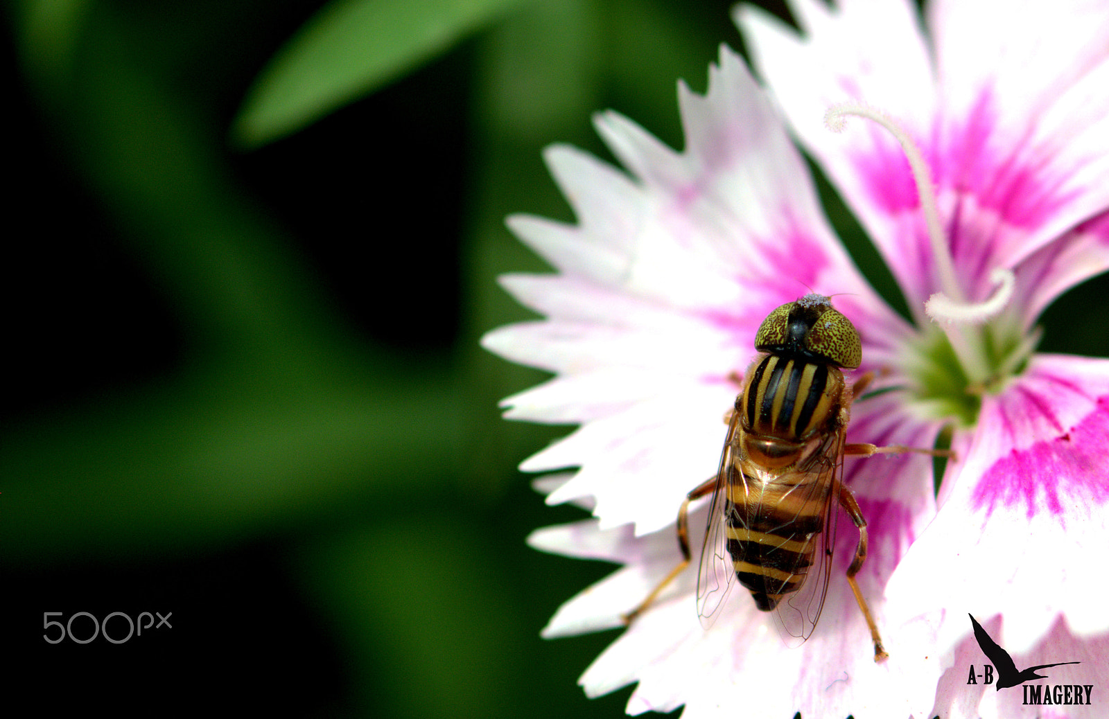 Nikon D5200 + Nikon AF-S Micro-Nikkor 105mm F2.8G IF-ED VR sample photo. Closeup bee photography