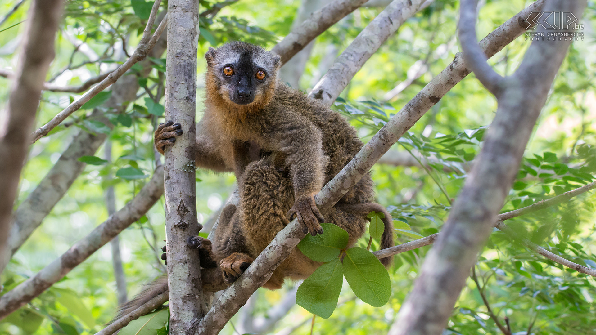 Nikon D610 + Sigma 150-600mm F5-6.3 DG OS HSM | S sample photo. Red-fronted brown lemur photography