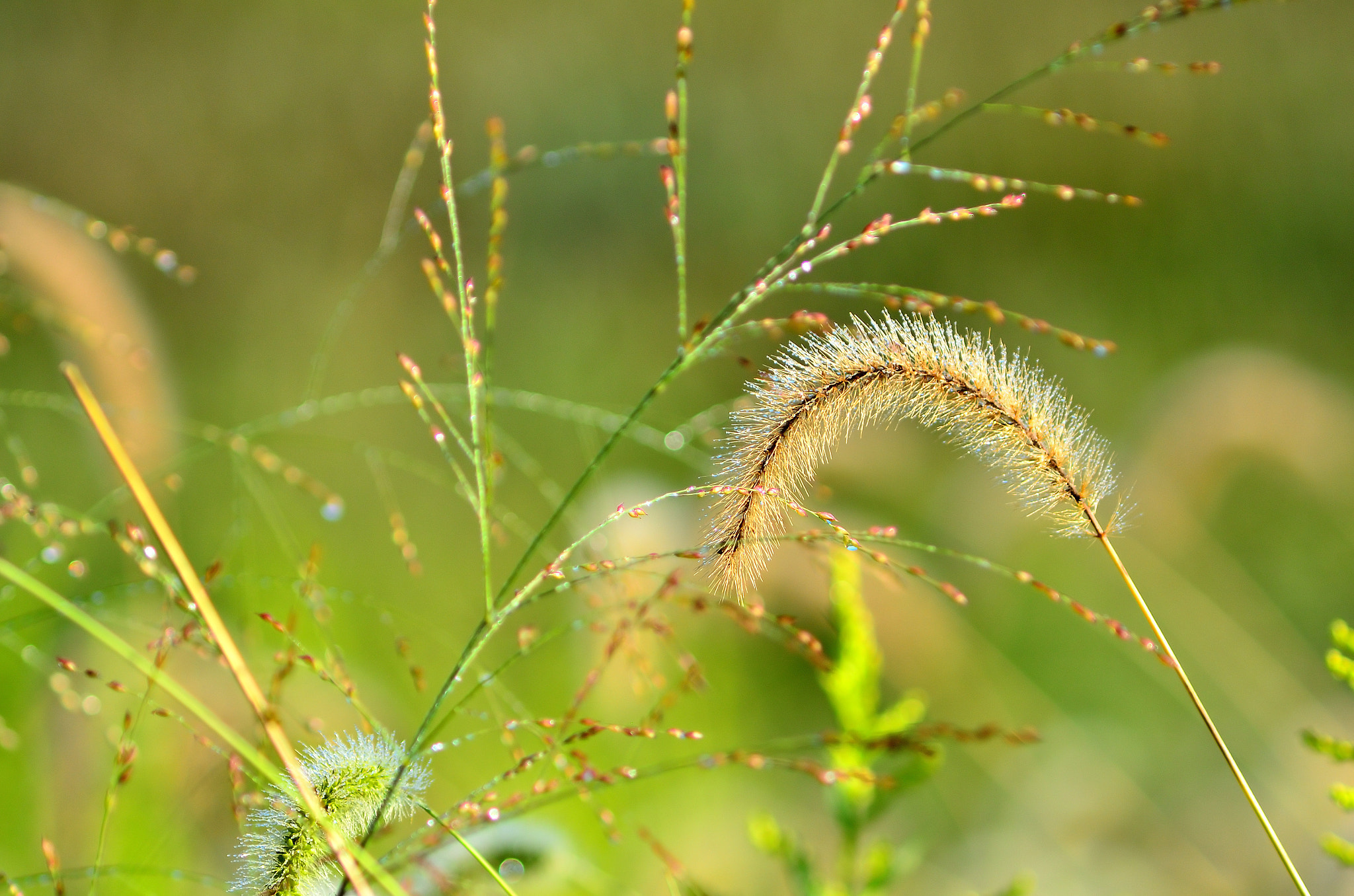 Nikon D7000 + AF Zoom-Nikkor 75-300mm f/4.5-5.6 sample photo. Sunrise over grasses photography