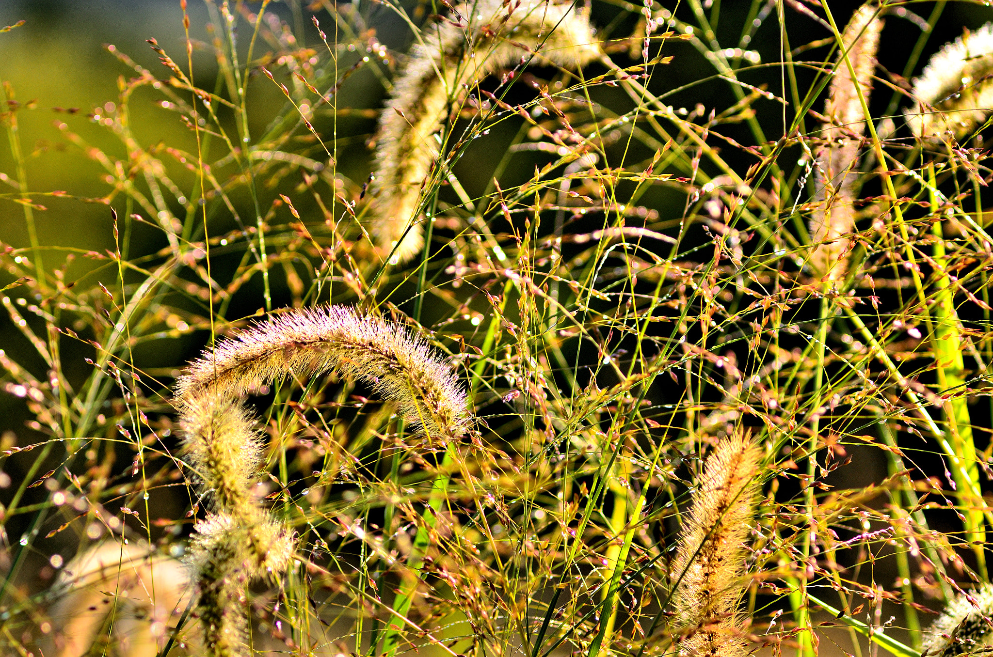 AF Zoom-Nikkor 75-300mm f/4.5-5.6 sample photo. Party favors at dawn photography