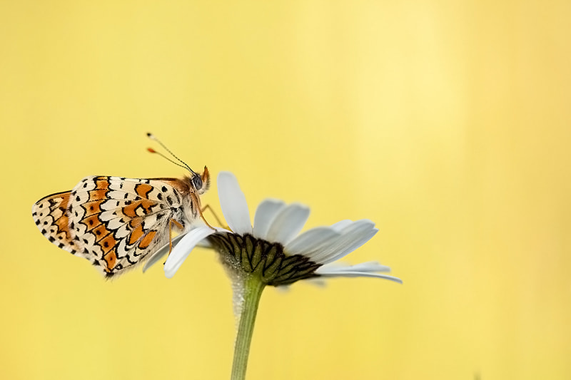 Canon EF 180mm F3.5L Macro USM sample photo. Spotted fritillary photography