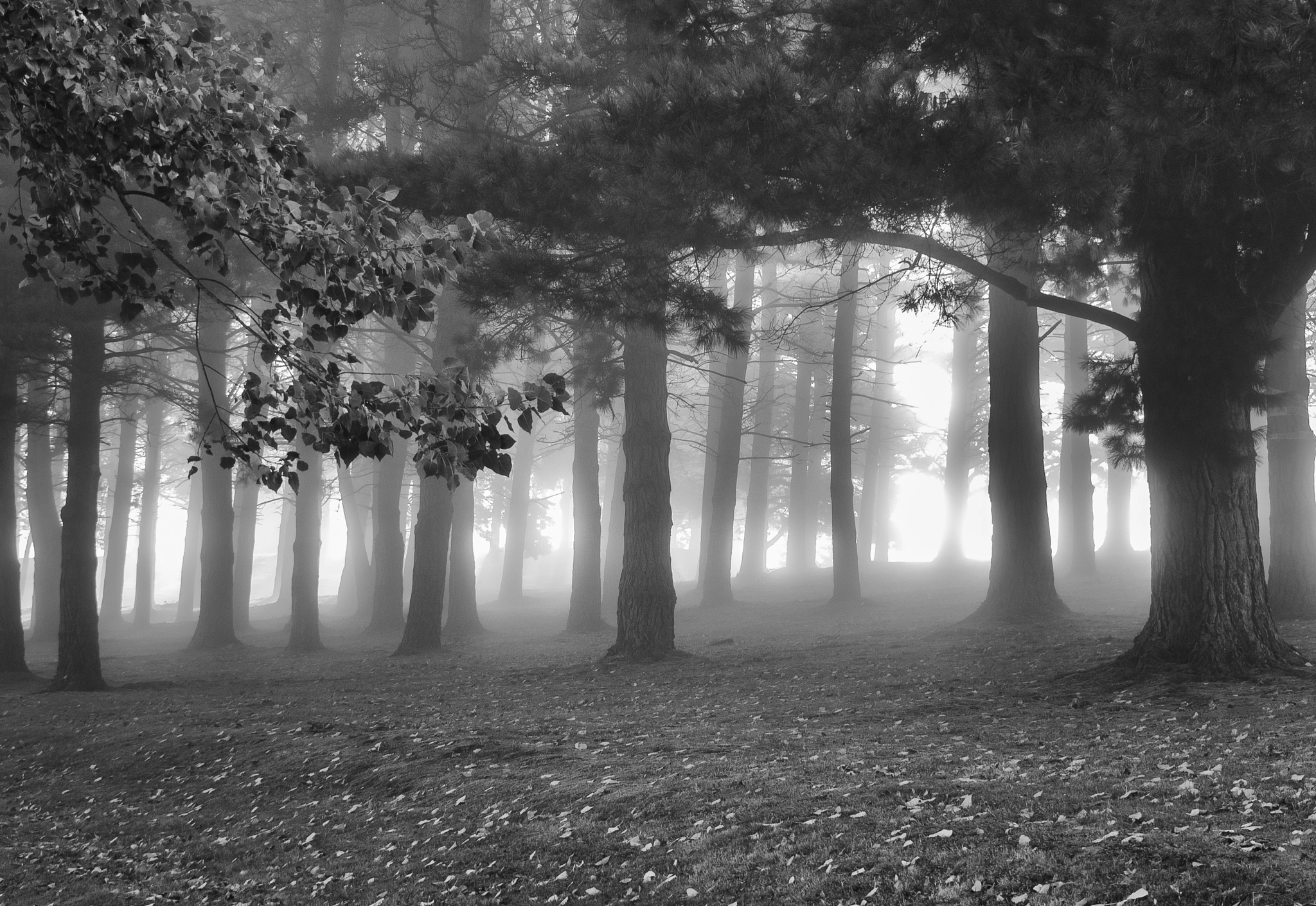 Olympus OM-D E-M1 sample photo. 'fog & sun. ii' photography