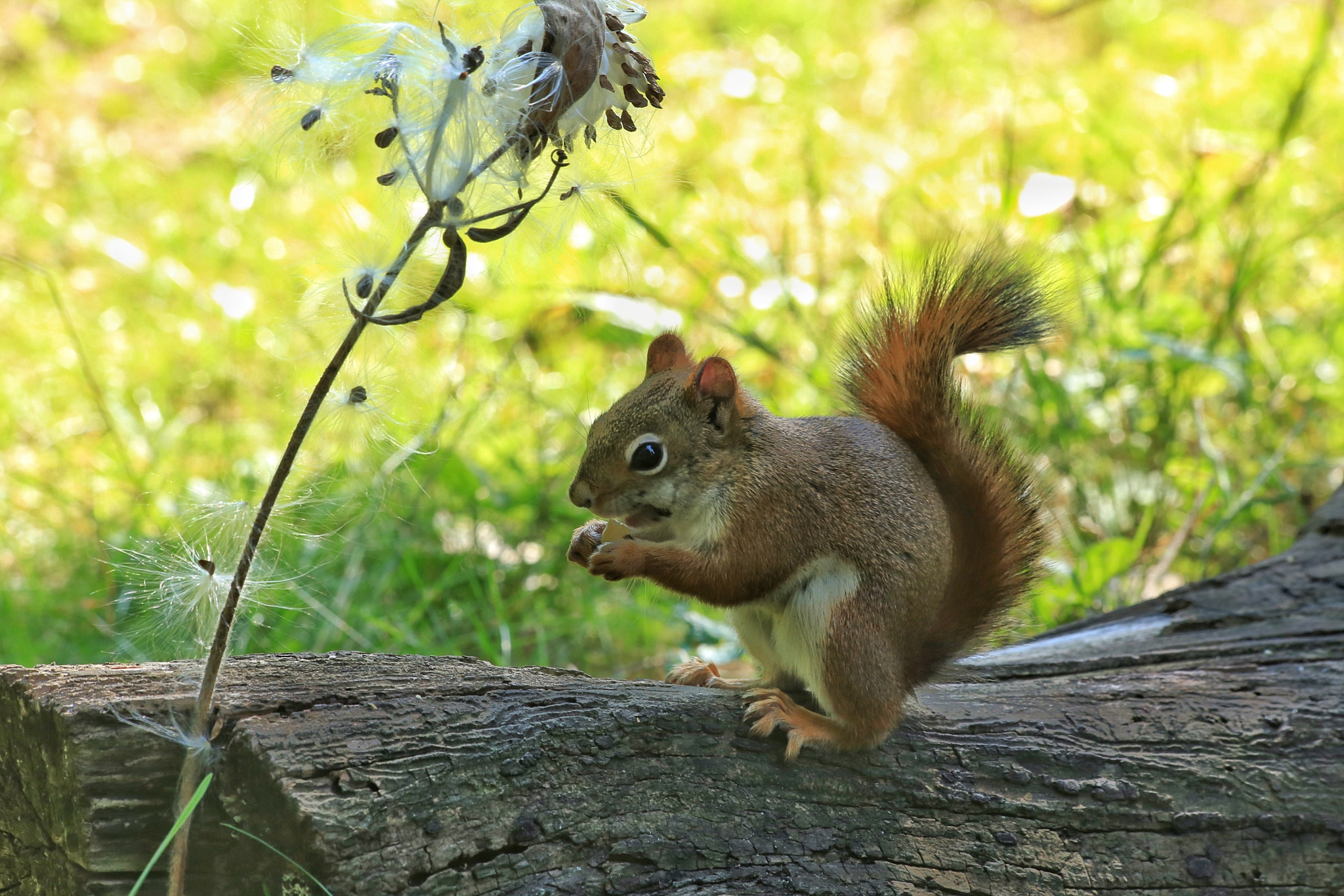 Canon EF 70-300mm F4-5.6 IS USM sample photo