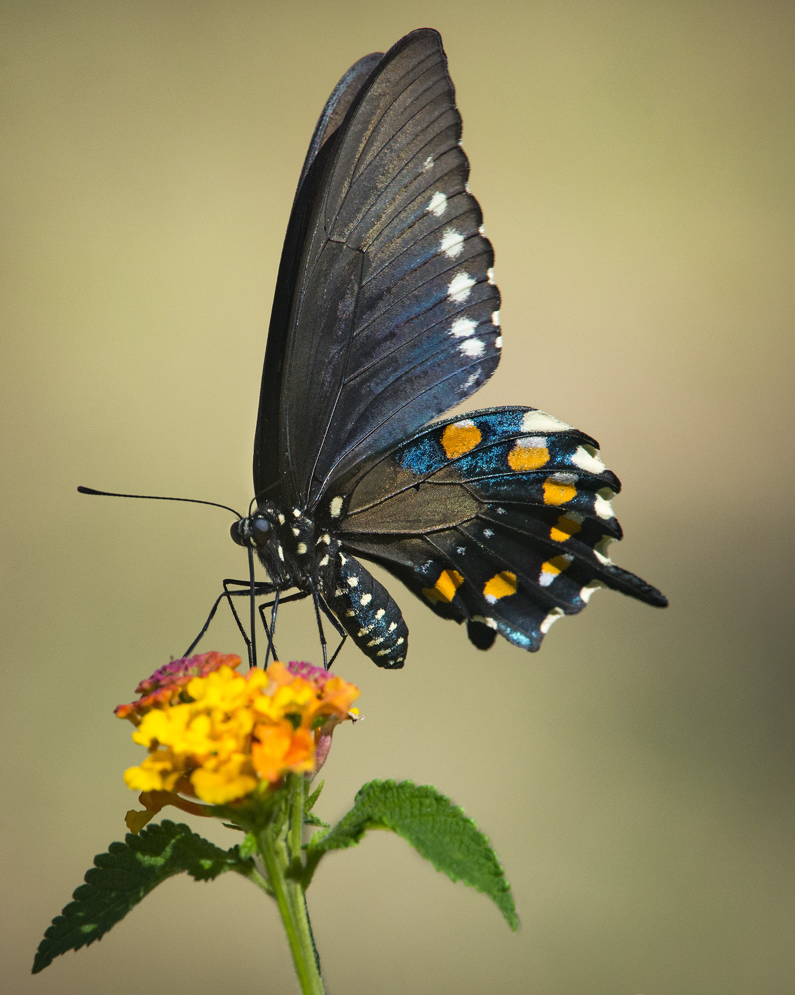 Nikon Nikkor AF-S 300mm F4E PF ED VR sample photo. Pipevine swallowtail photography