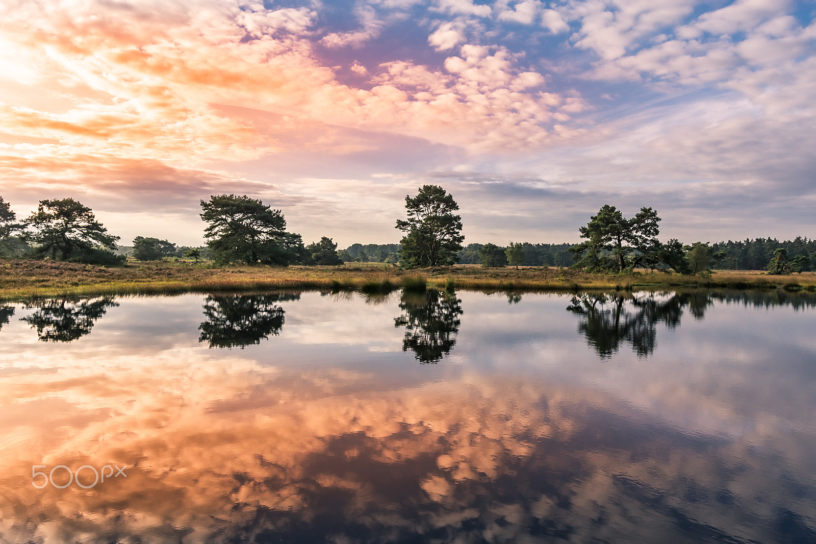 Sony ILCA-77M2 sample photo. Veluwe photography