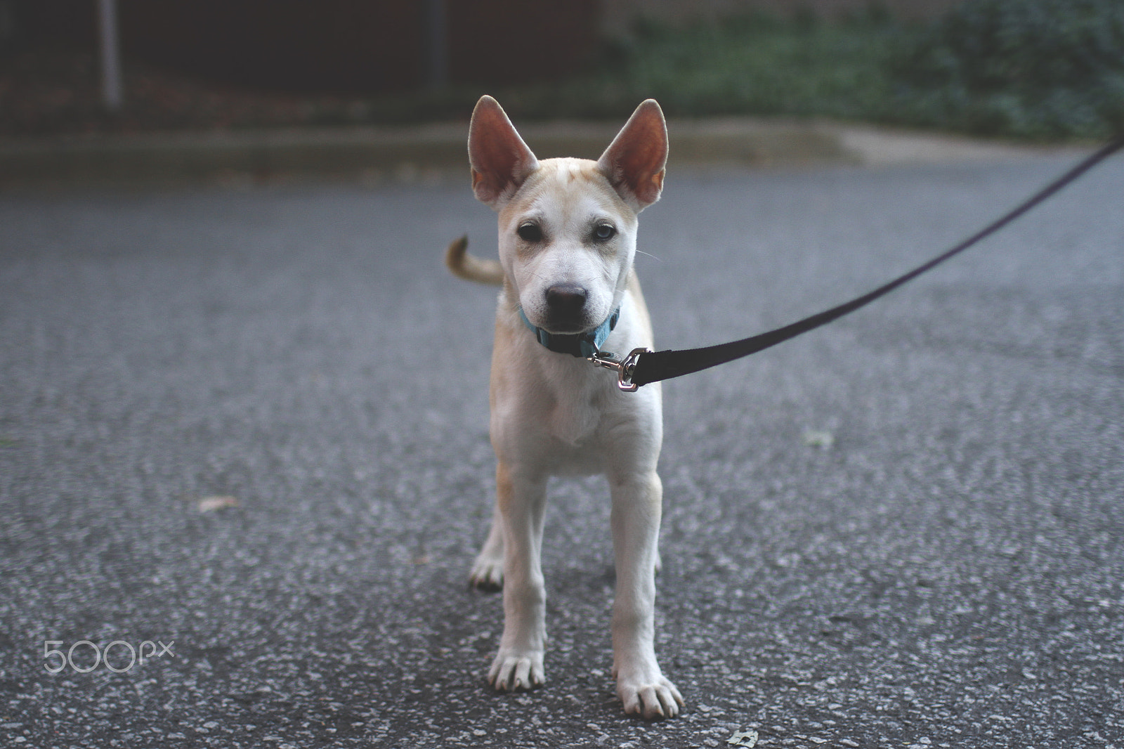 Canon EF 35mm F1.4L USM sample photo. Mixed breed photography