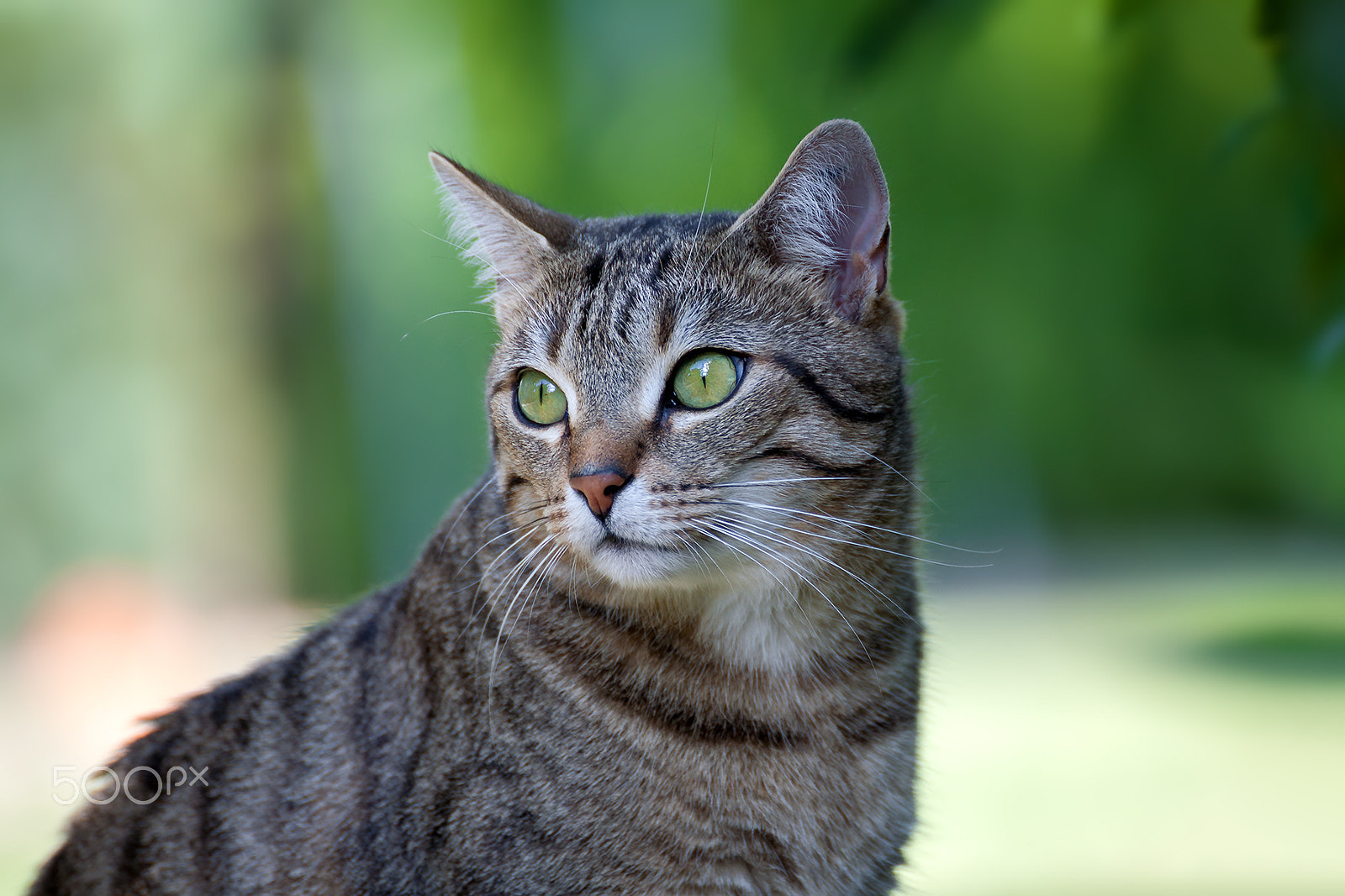 Canon EOS 5D sample photo. Cat portrait miko photography