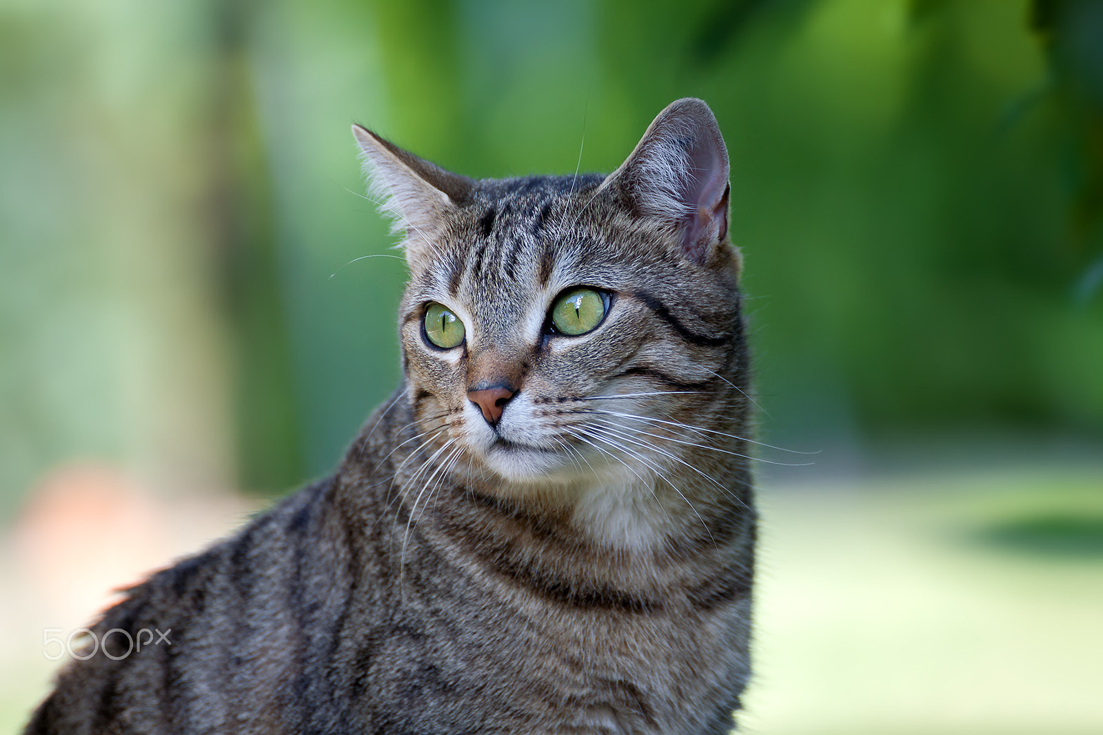 Tamron SP 35mm F1.8 Di VC USD sample photo. Cat portrait miko photography