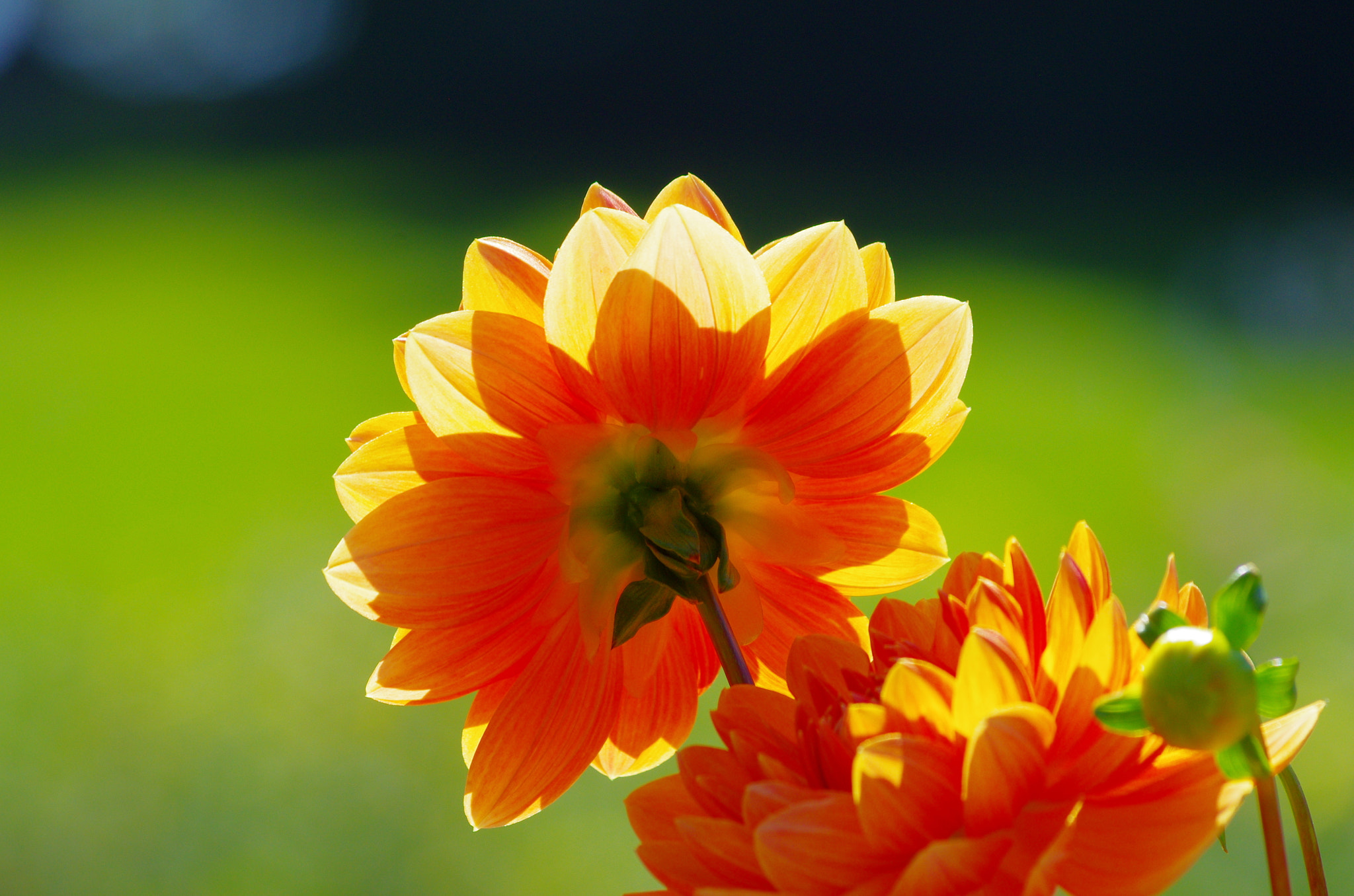 Pentax K-5 sample photo. Glowing dahlia - mainau island photography