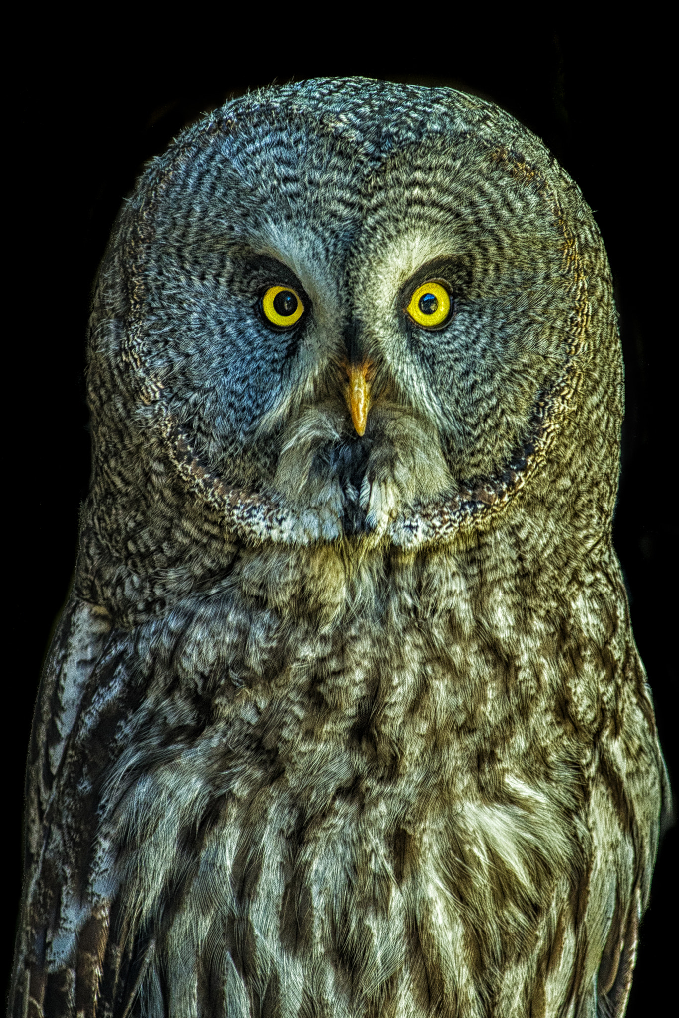 Pentax smc DA* 300mm F4.0 ED (IF) SDM sample photo. Eagle owl photography