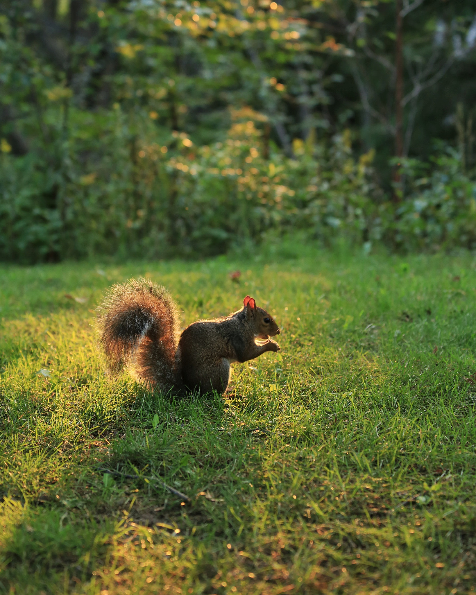 Canon EF 70-300mm F4-5.6 IS USM sample photo