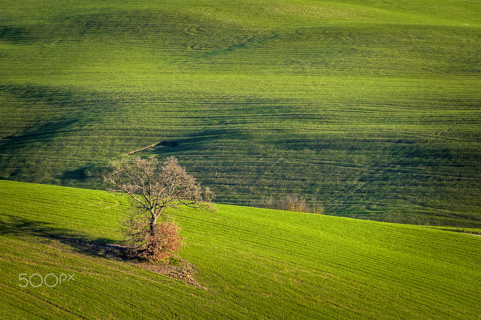 Nikon D5000 sample photo. Solitary tree photography